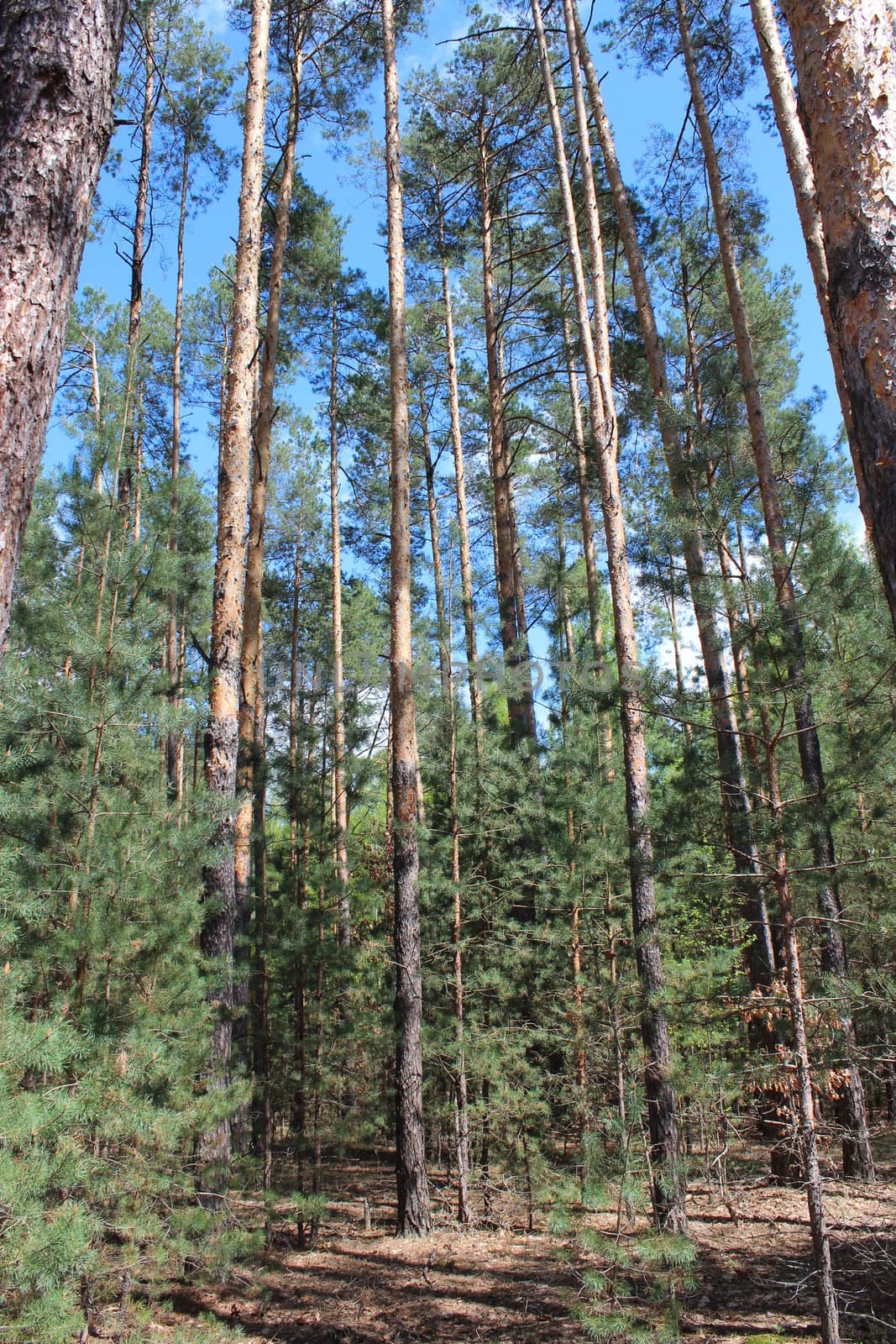 summer landscape with green forest and pines