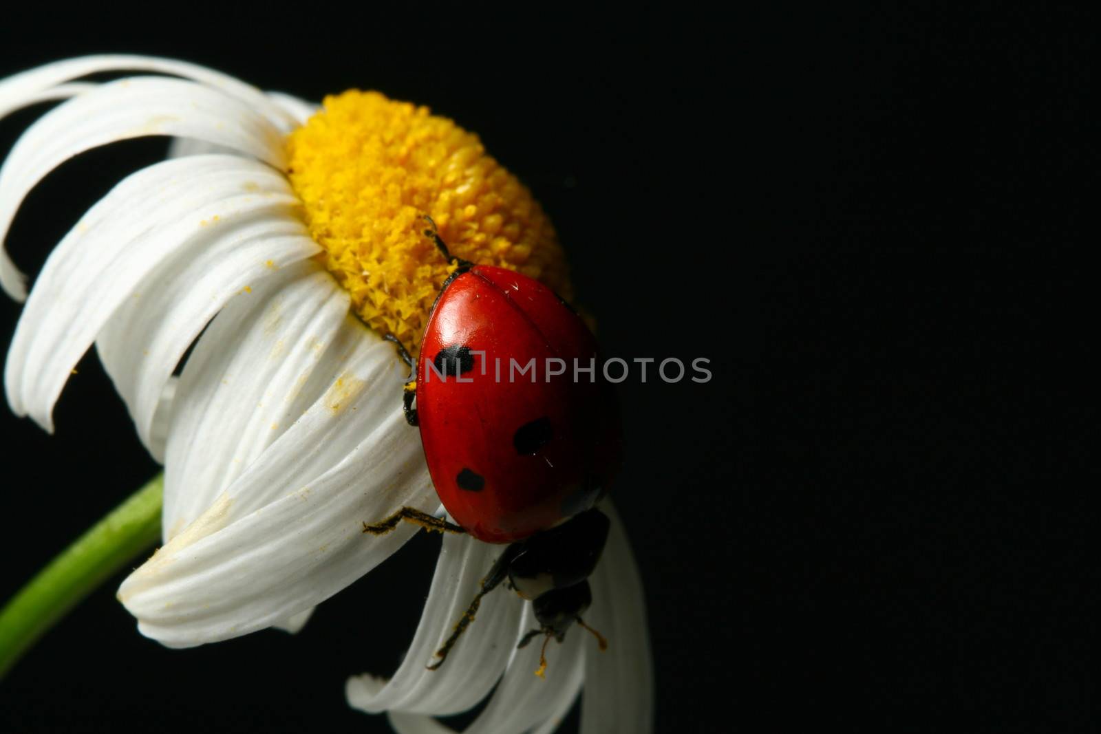 summer ladybug on white camomile