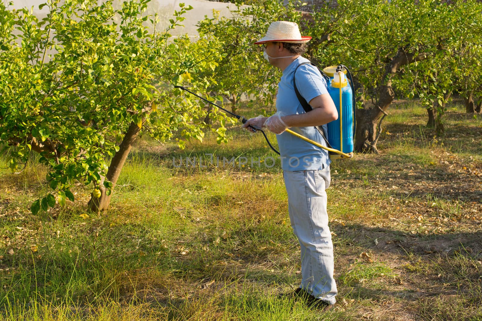 Spraying a lemon field by hemeroskopion