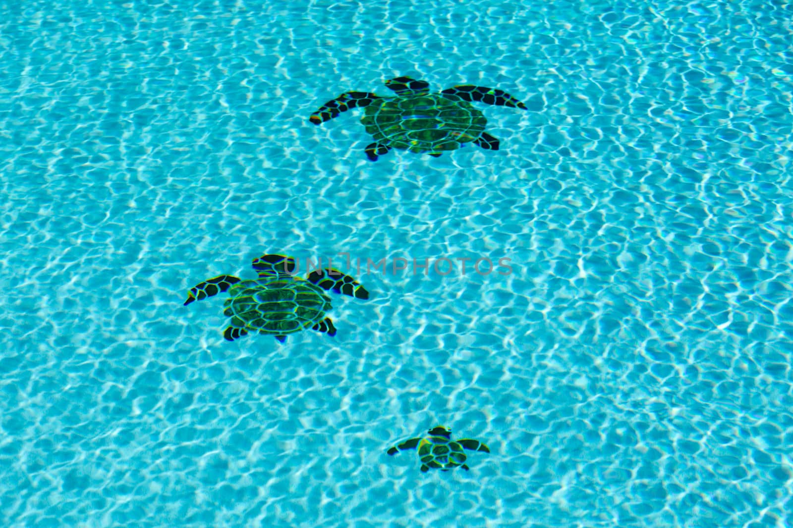 Three tiled turtles on the floor of a swimming pool apparently moving away from the camera with ripples on surface of water