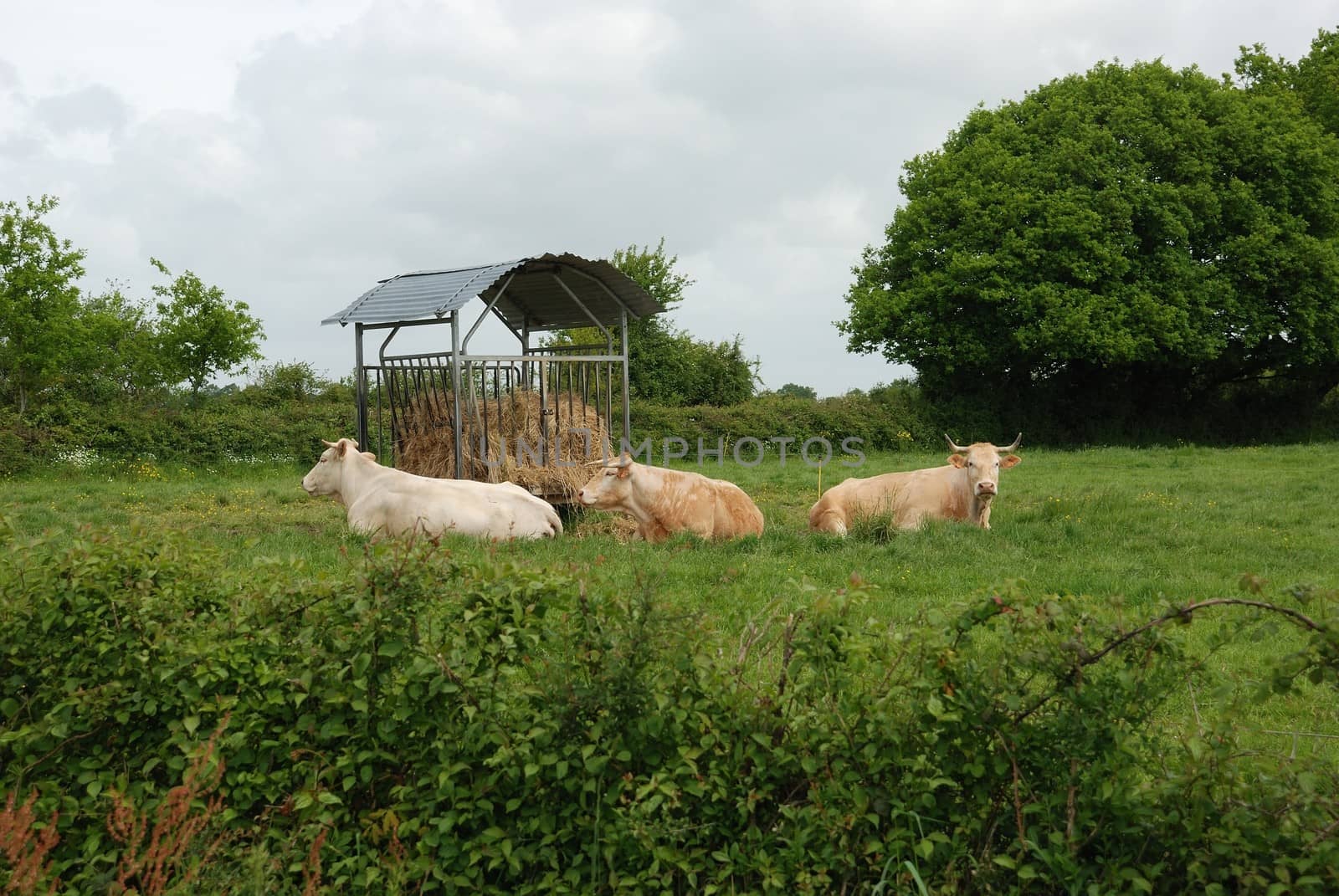 Cows in meadows