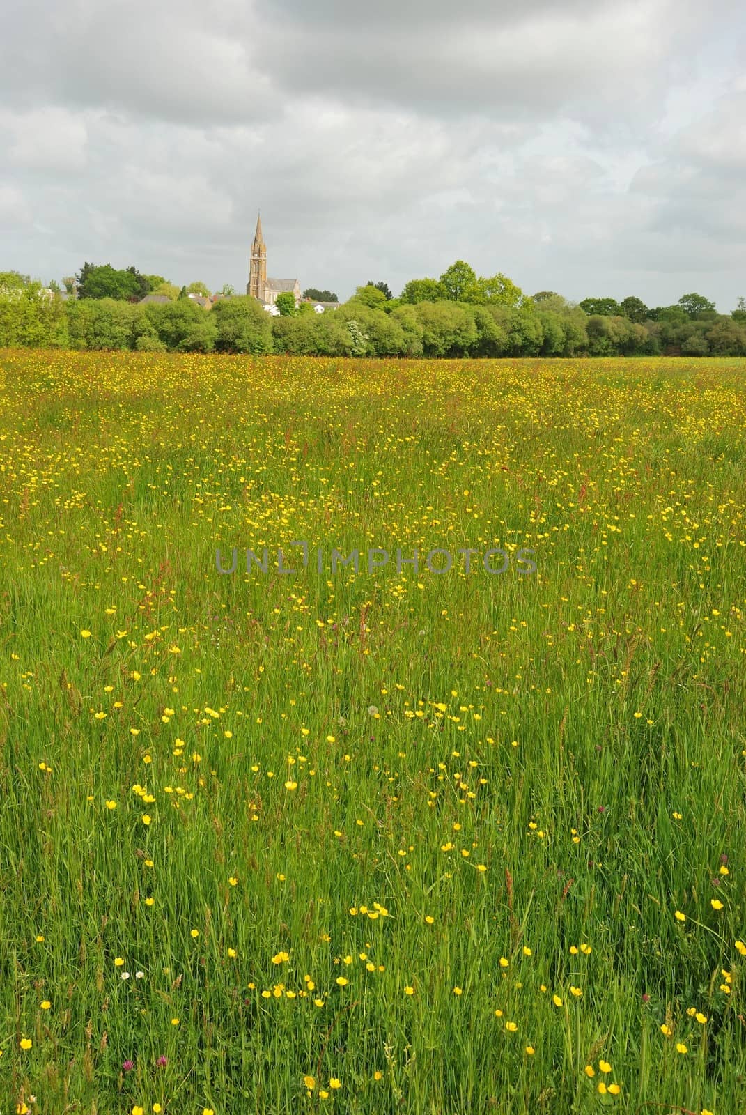 Green grass meadow woody hedgerow 