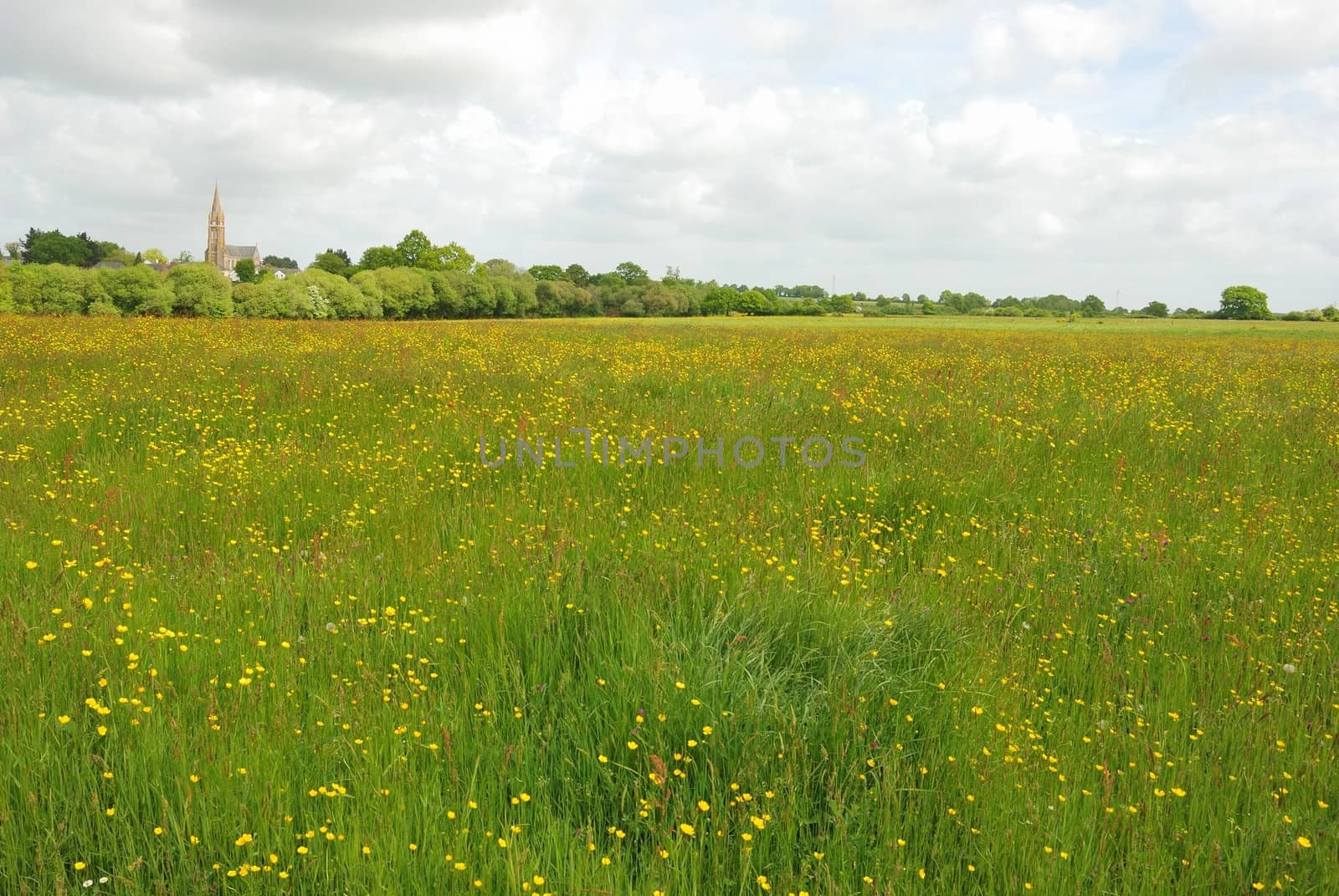 Green grass meadow woody hedgerow 