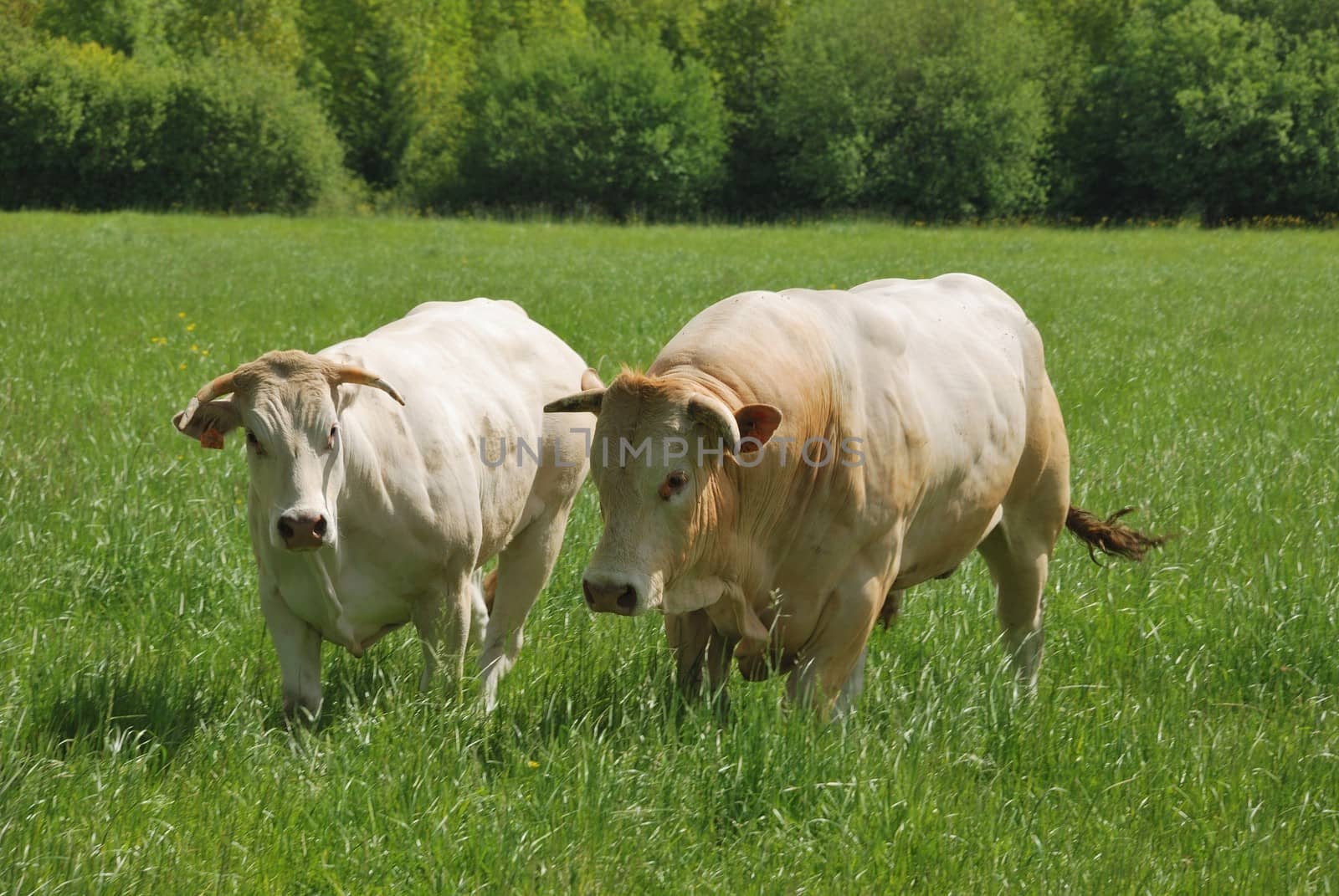 Cows in meadows