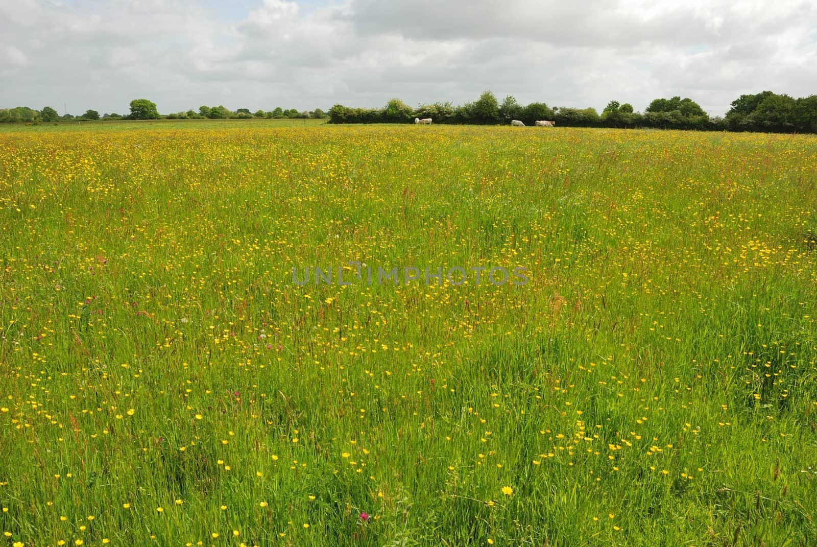 Green grass meadow woody hedgerow 