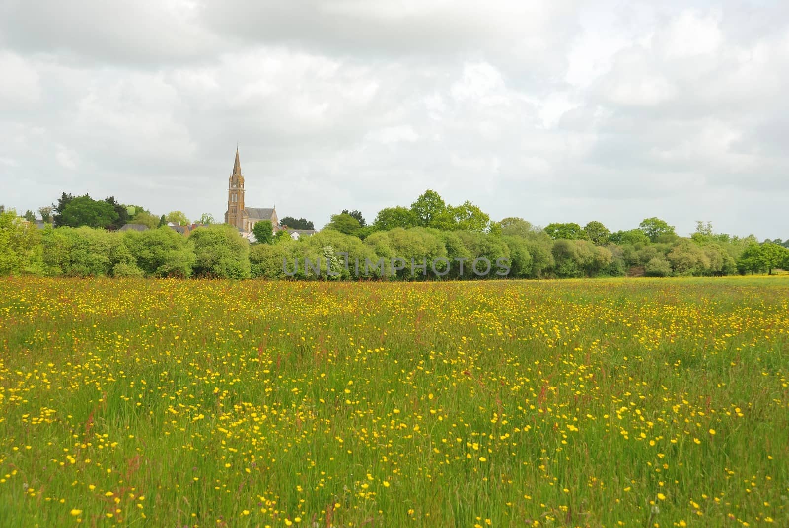 Green grass meadow woody hedgerow 