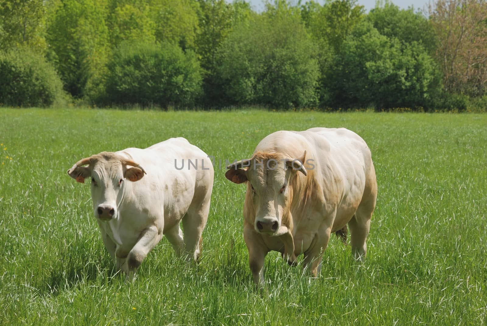 Cows in meadows