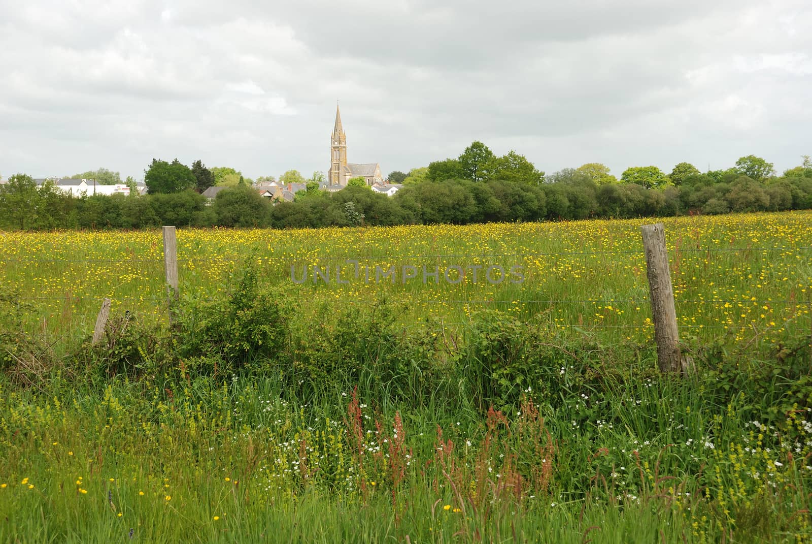 Green grass meadow woody hedgerow 