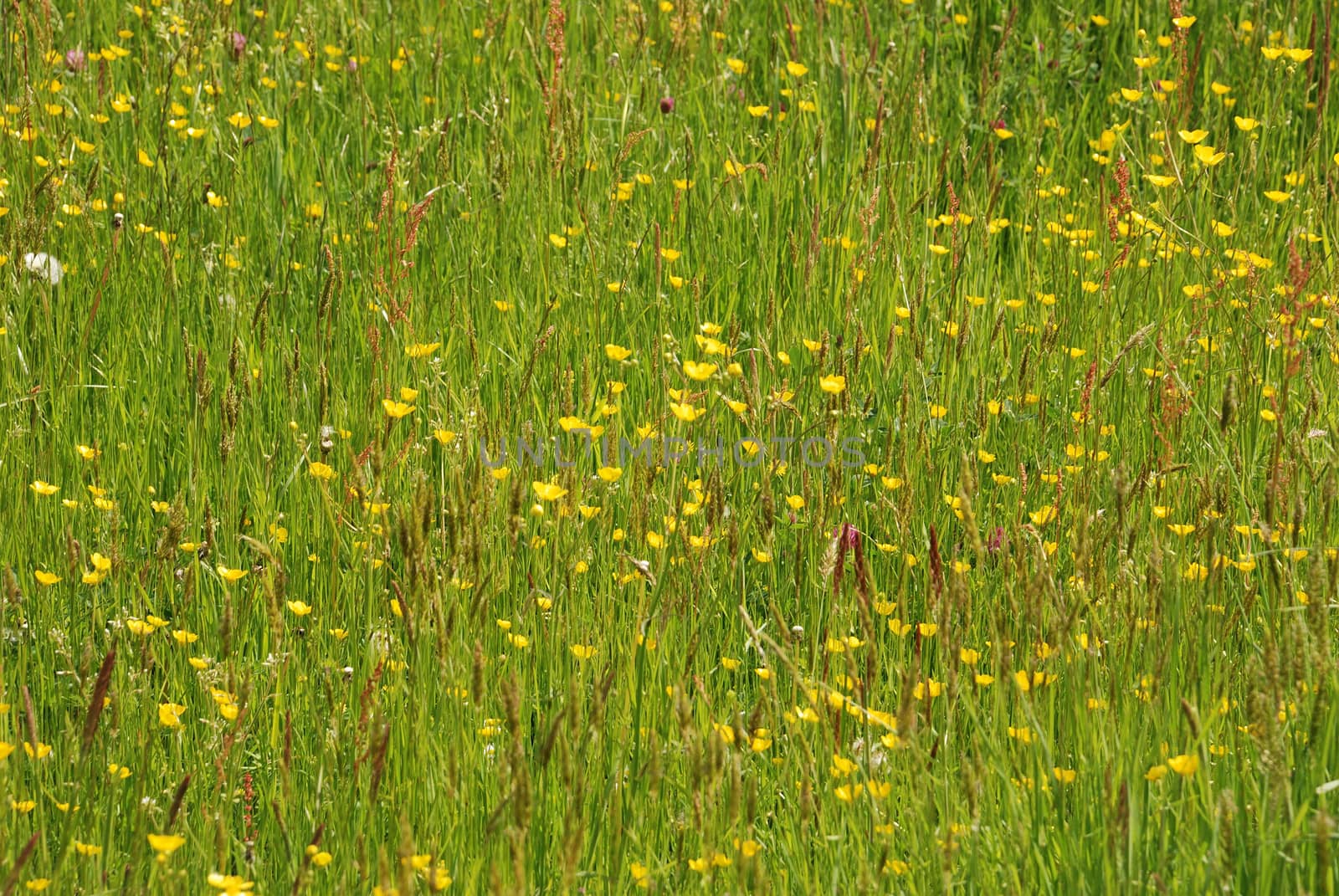 Meadow