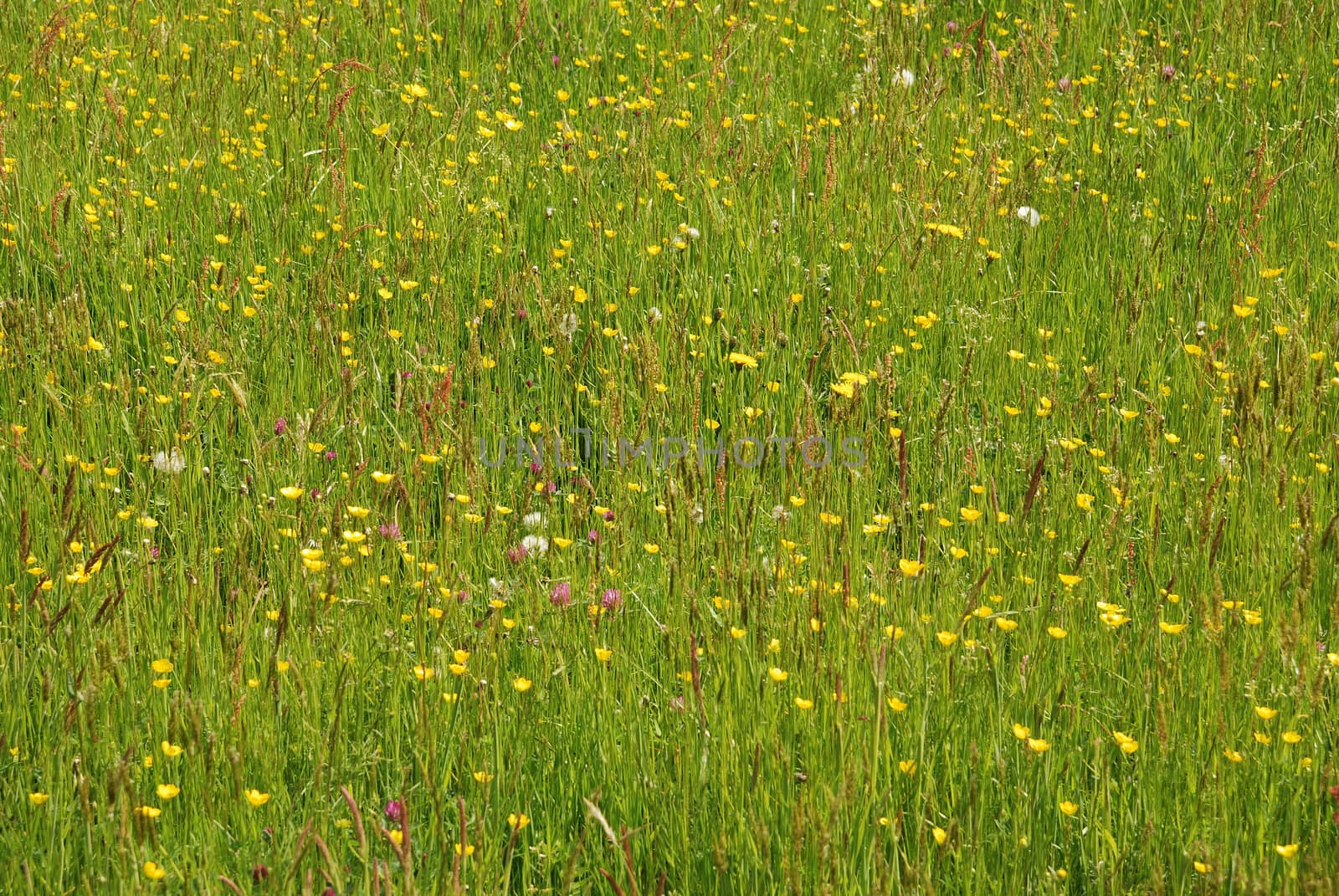 Meadow