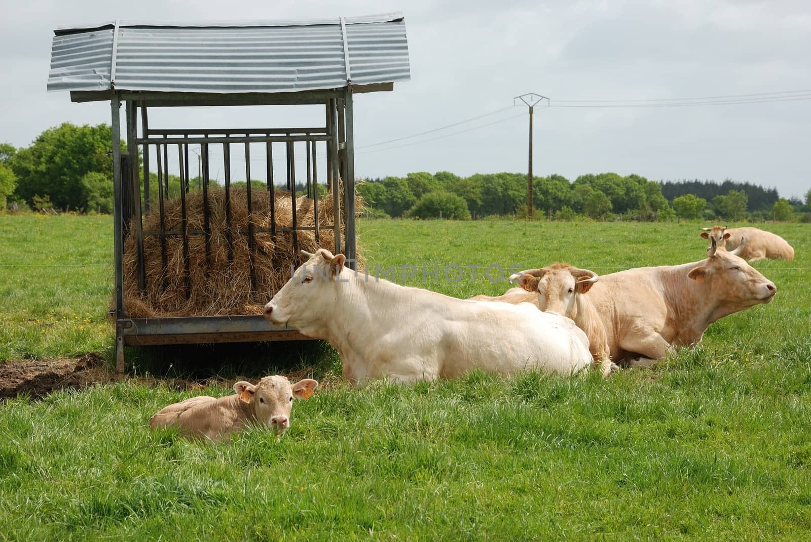 Cows in meadows