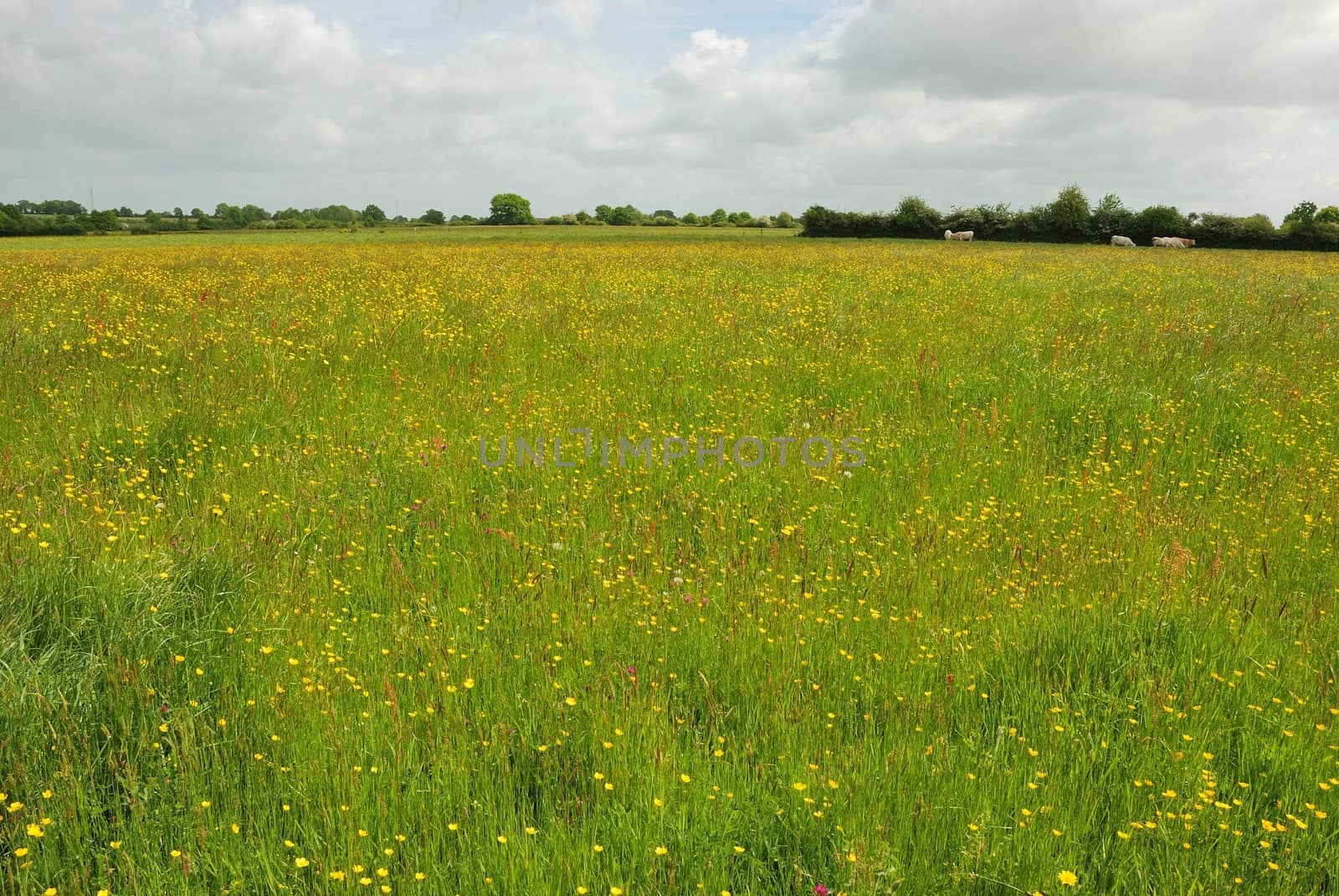 Green grass meadow woody hedgerow 