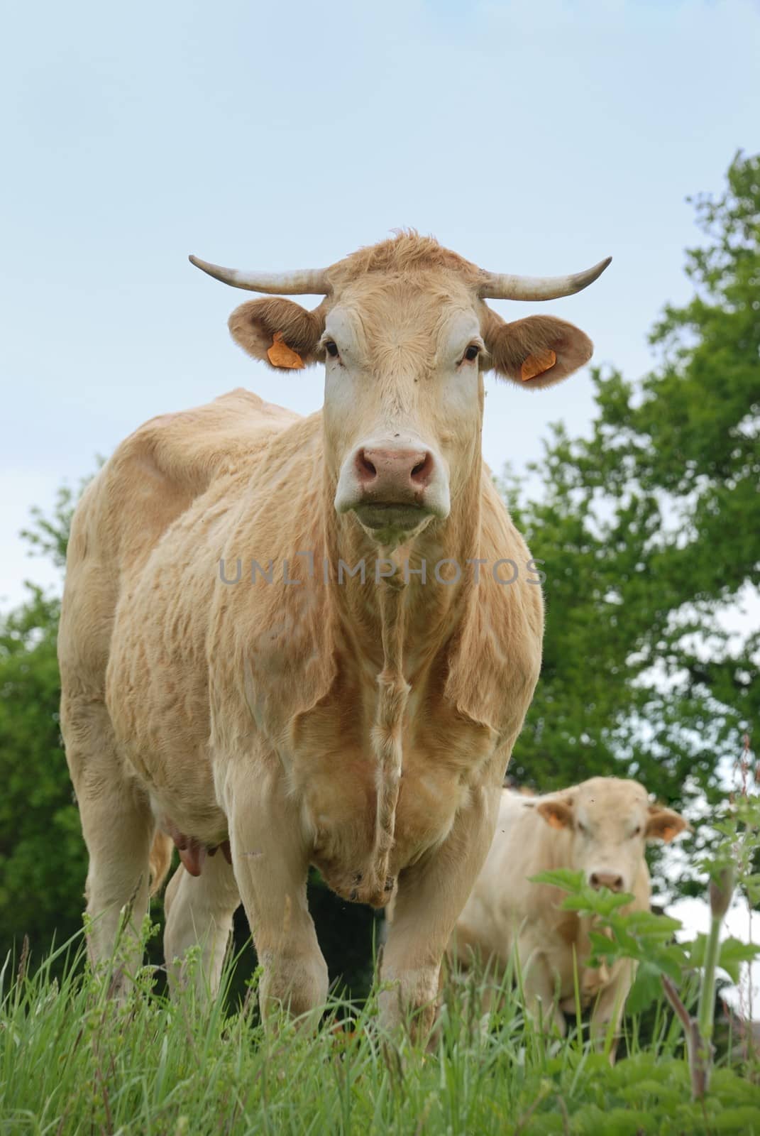 Cows in meadows