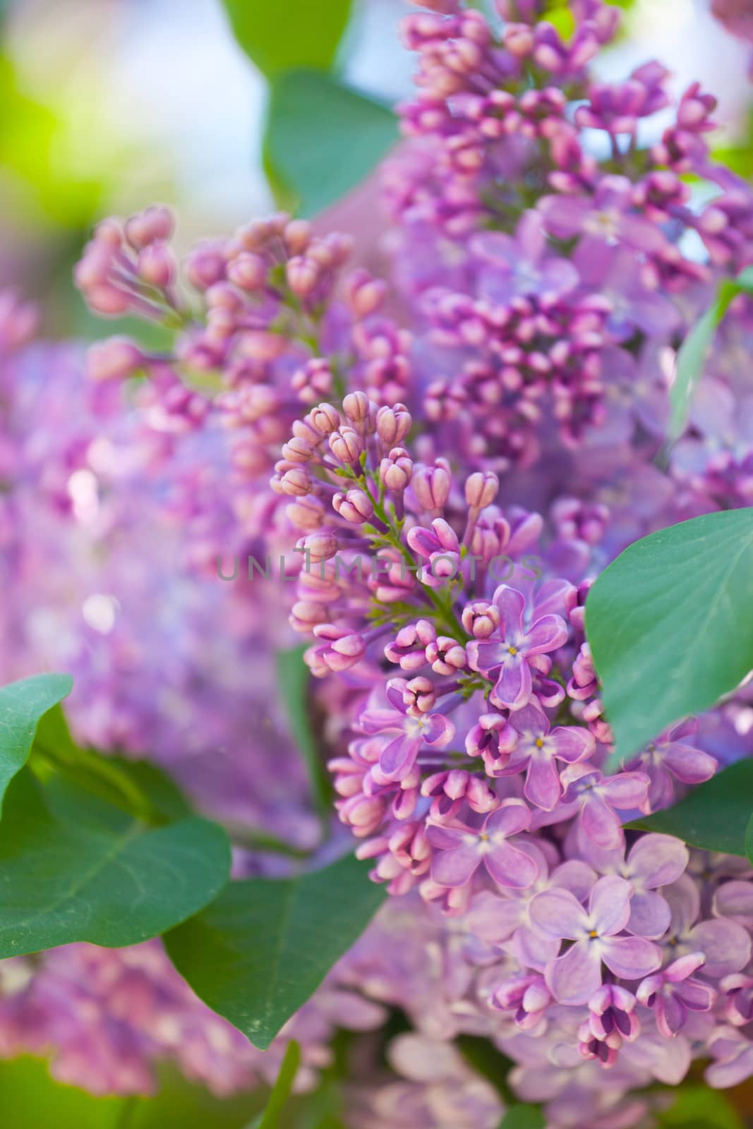 Branch of a pink lilac waves on a wind