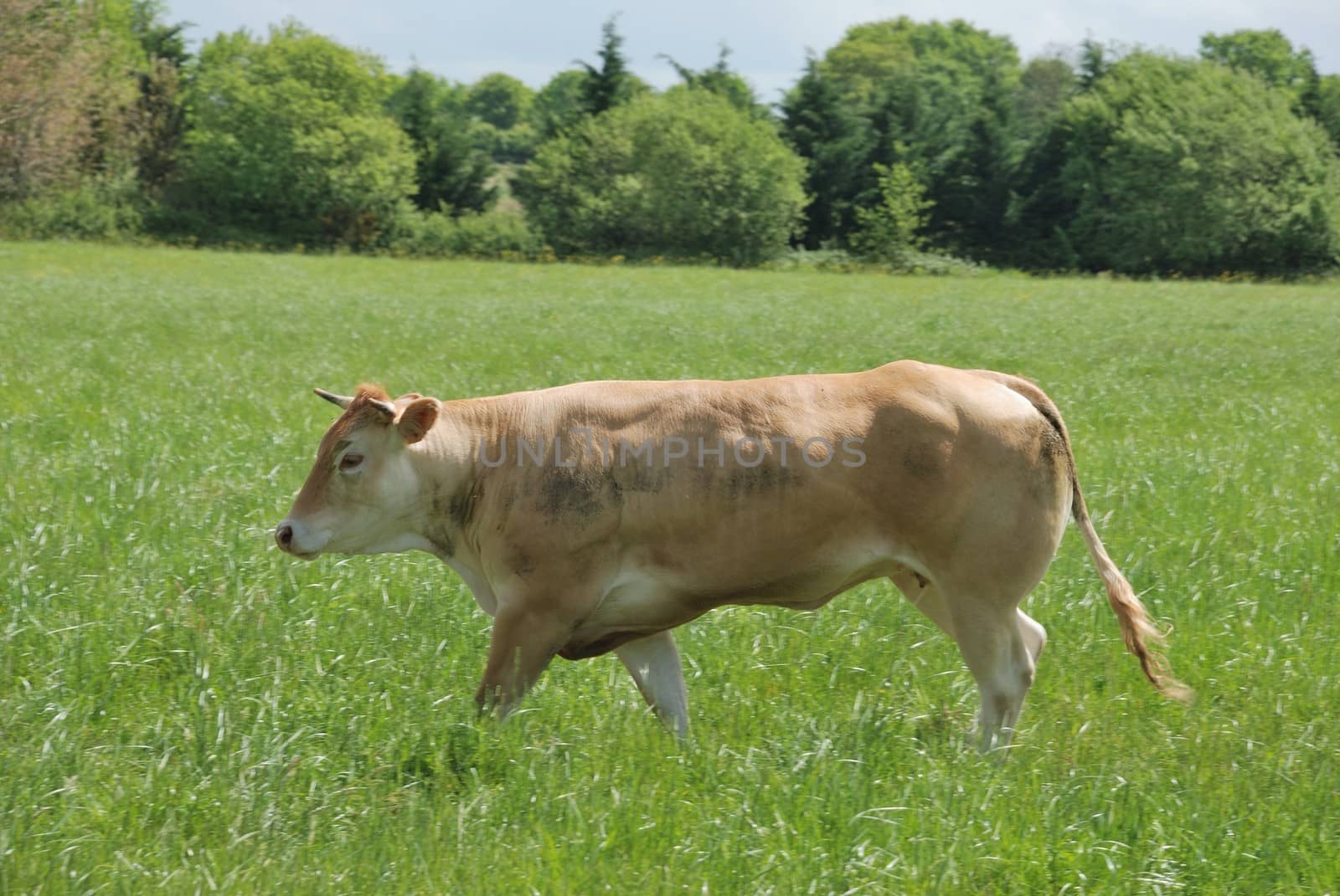 Cows in meadows