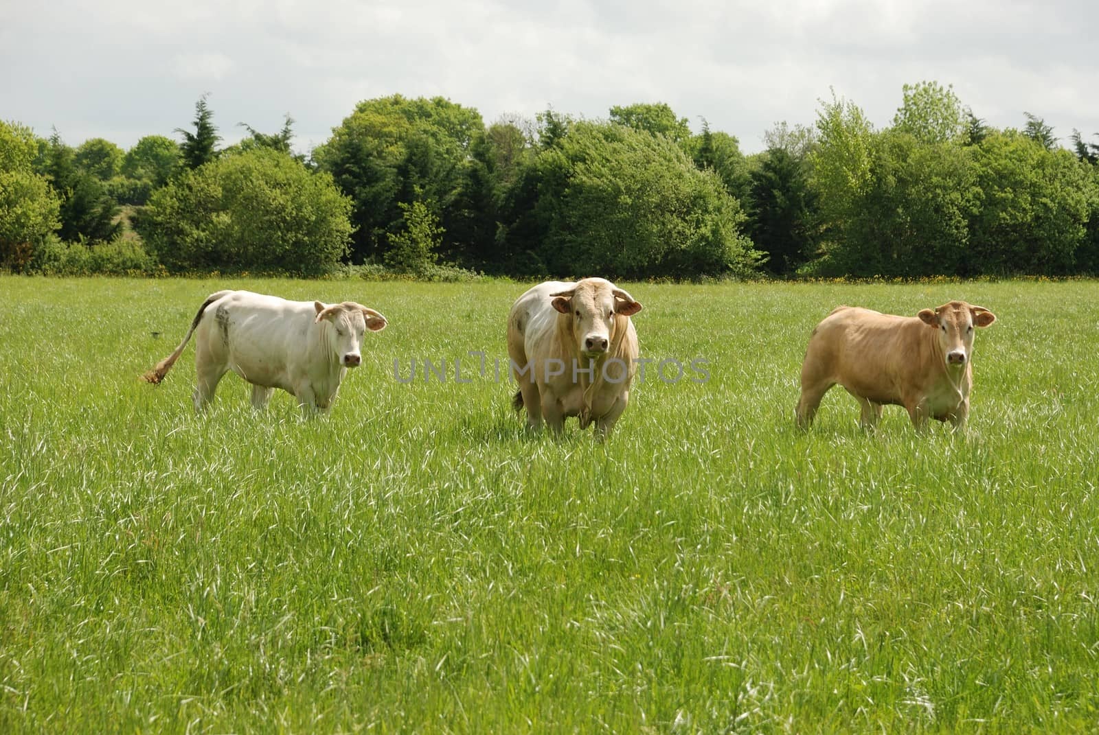Cows in meadows
