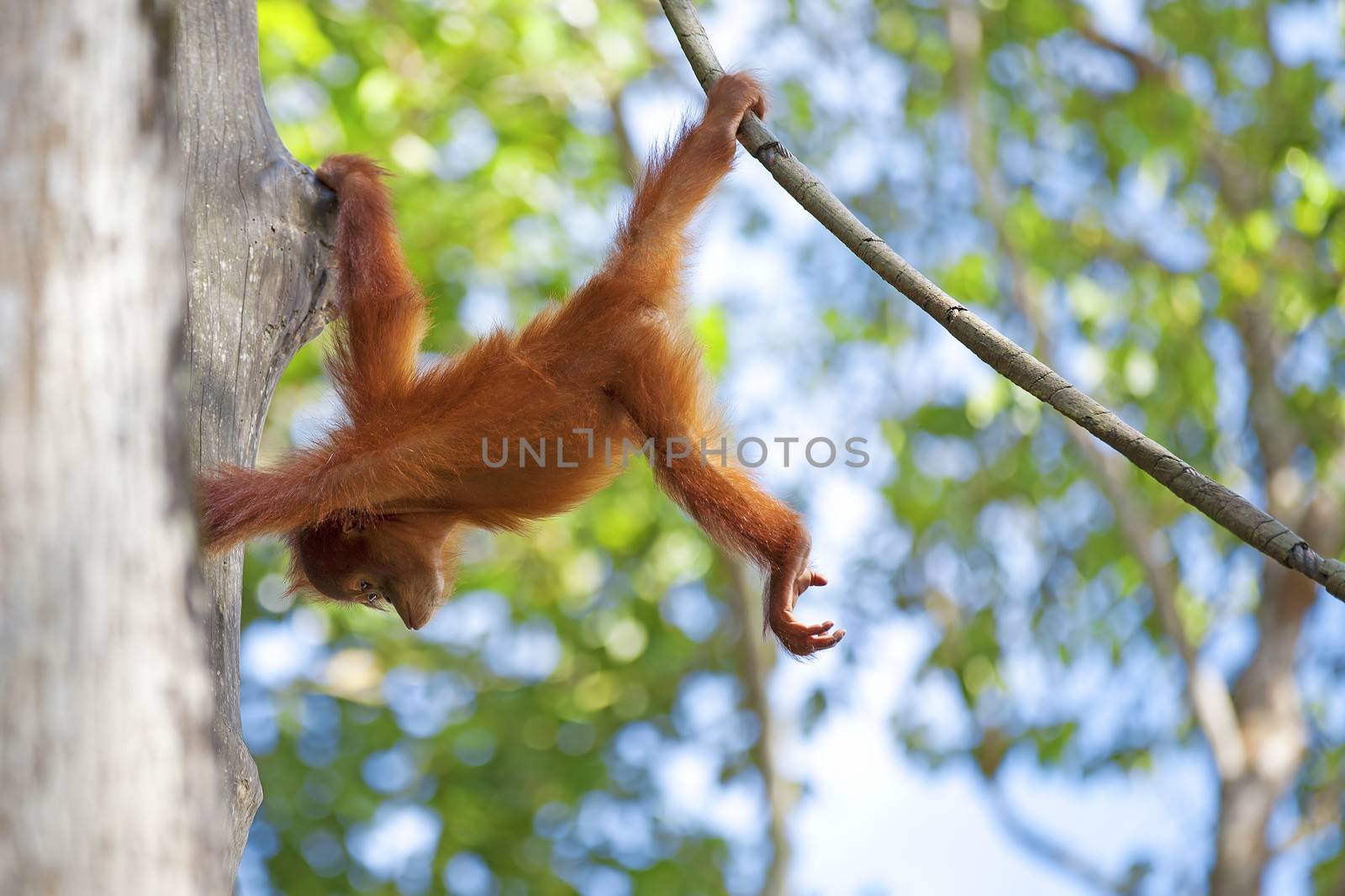 Orangutan in the jungle of Borneo, Malaysia