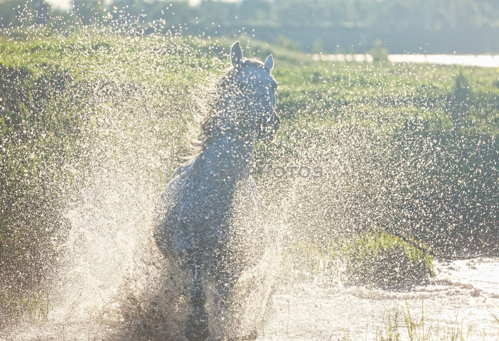 Gray Arab horse runs on water by elena_shchipkova