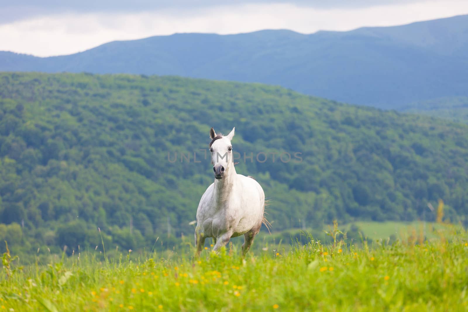 Gray Arab horse gallops on a green meadow by elena_shchipkova