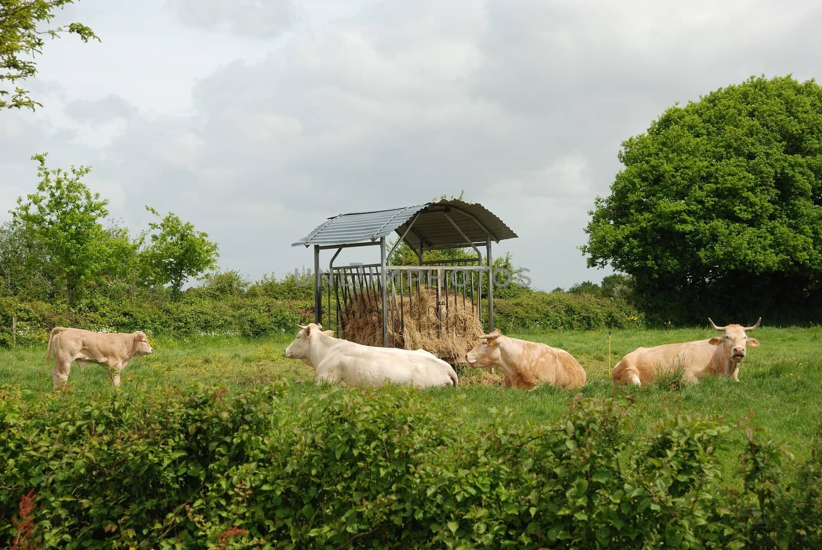 Cows in meadows