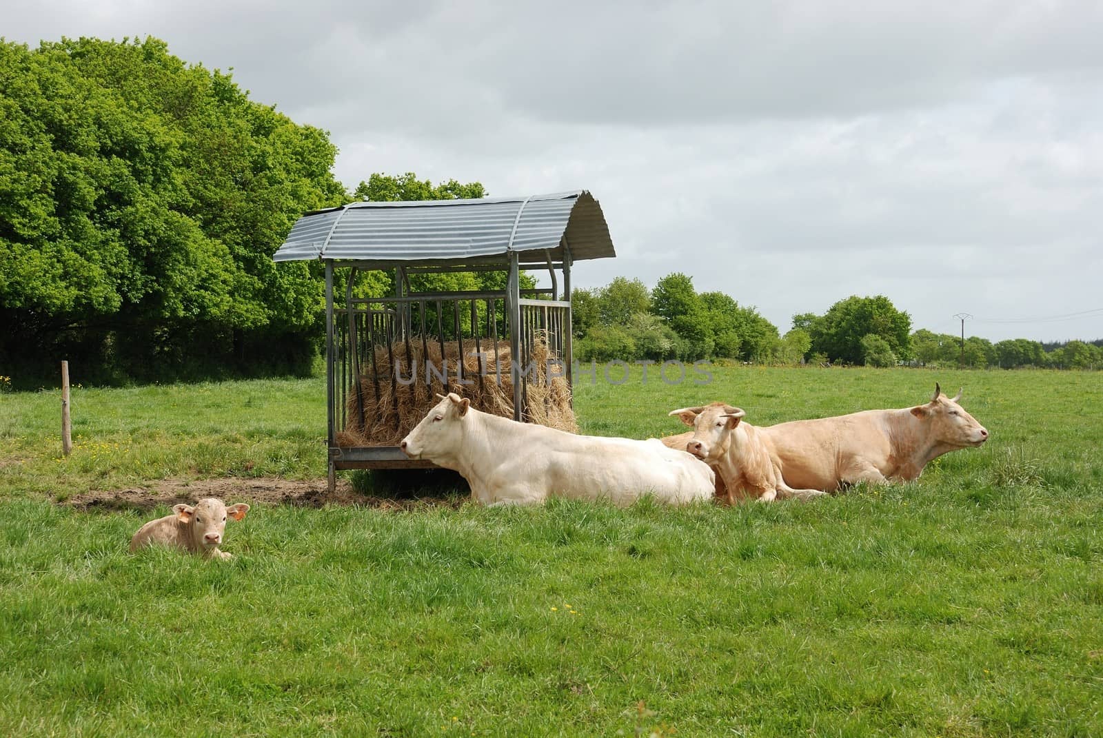 Cows in meadows