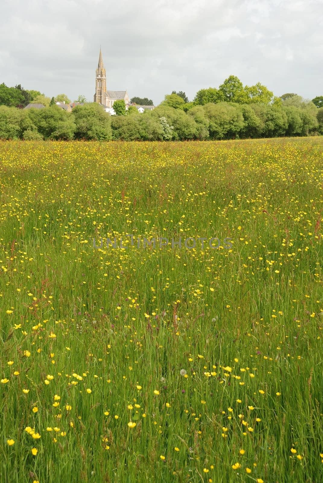 Green grass meadow woody hedgerow 