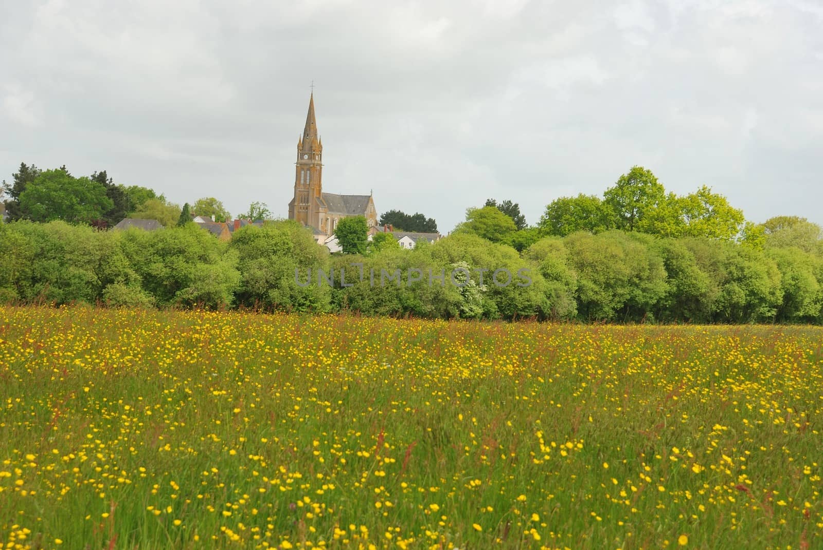 Green grass meadow woody hedgerow 