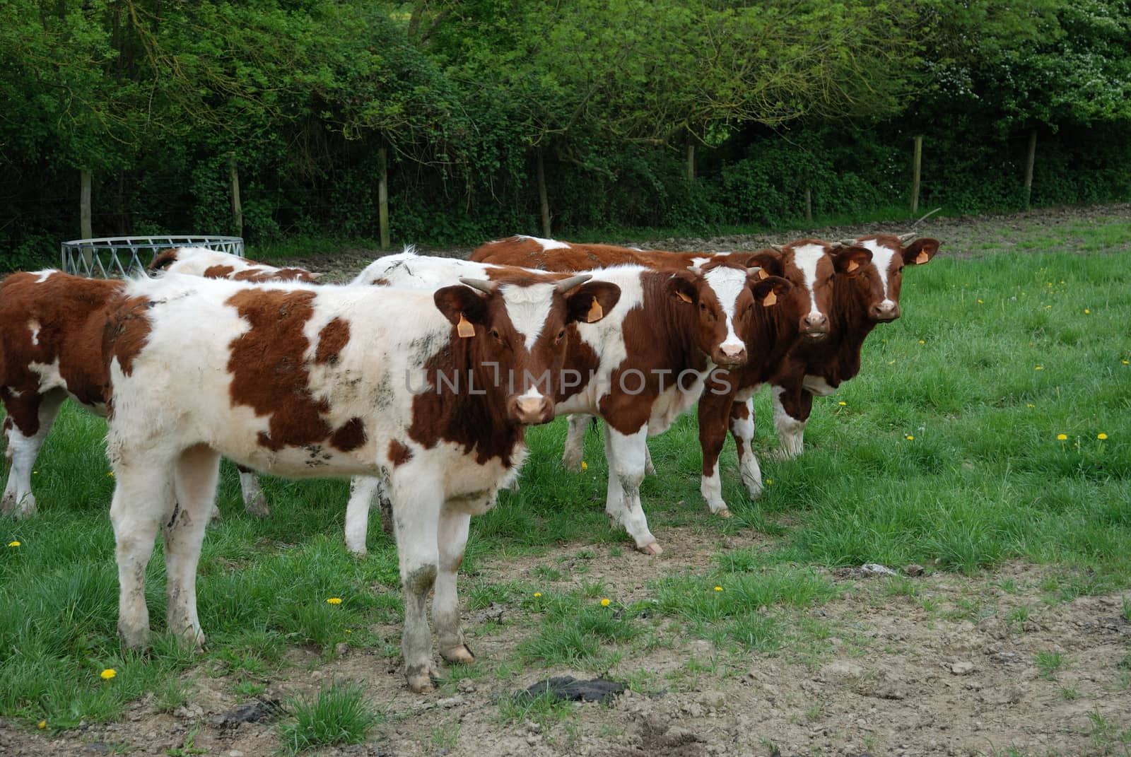 Cows in meadows