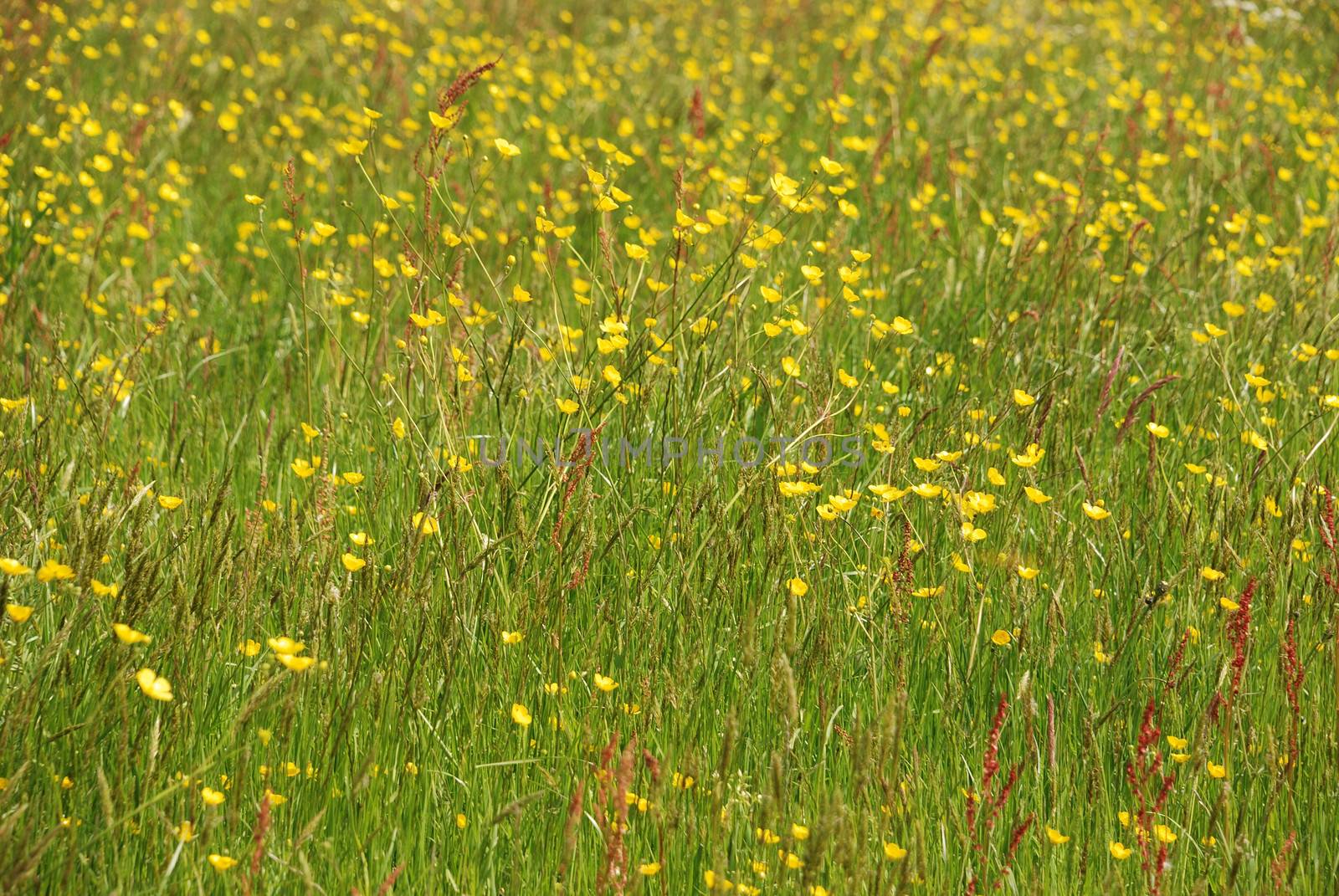 Meadow