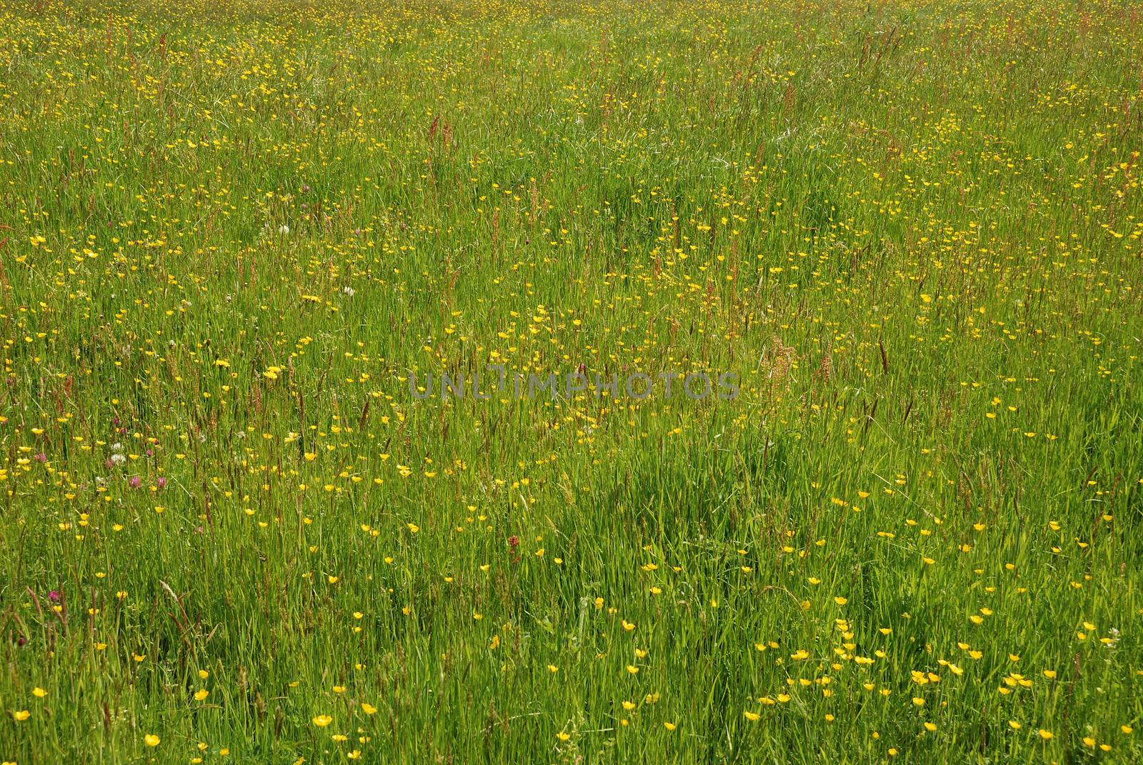 Meadow