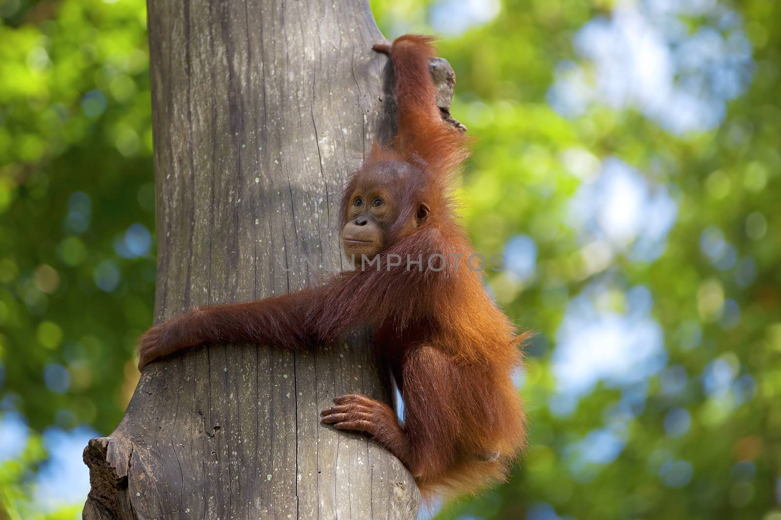 Orangutan in the jungle of Borneo, Malaysia