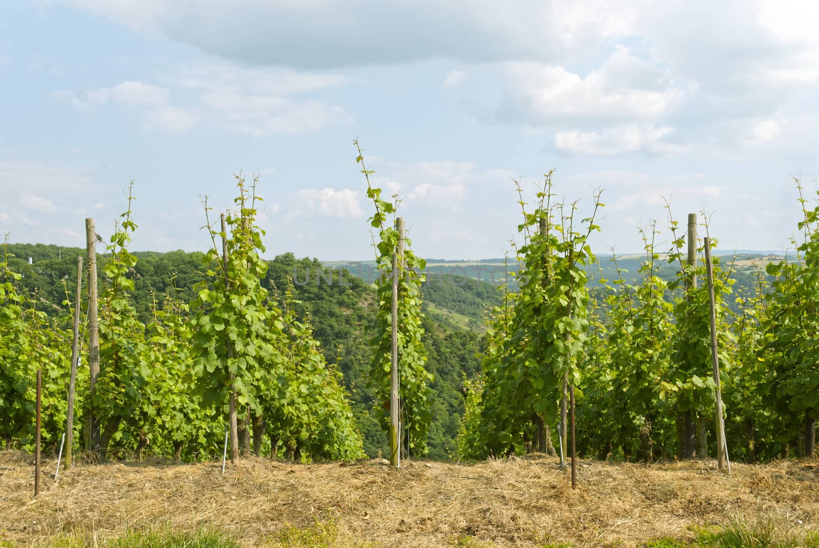 Beautiful vineyard landscape under the sun