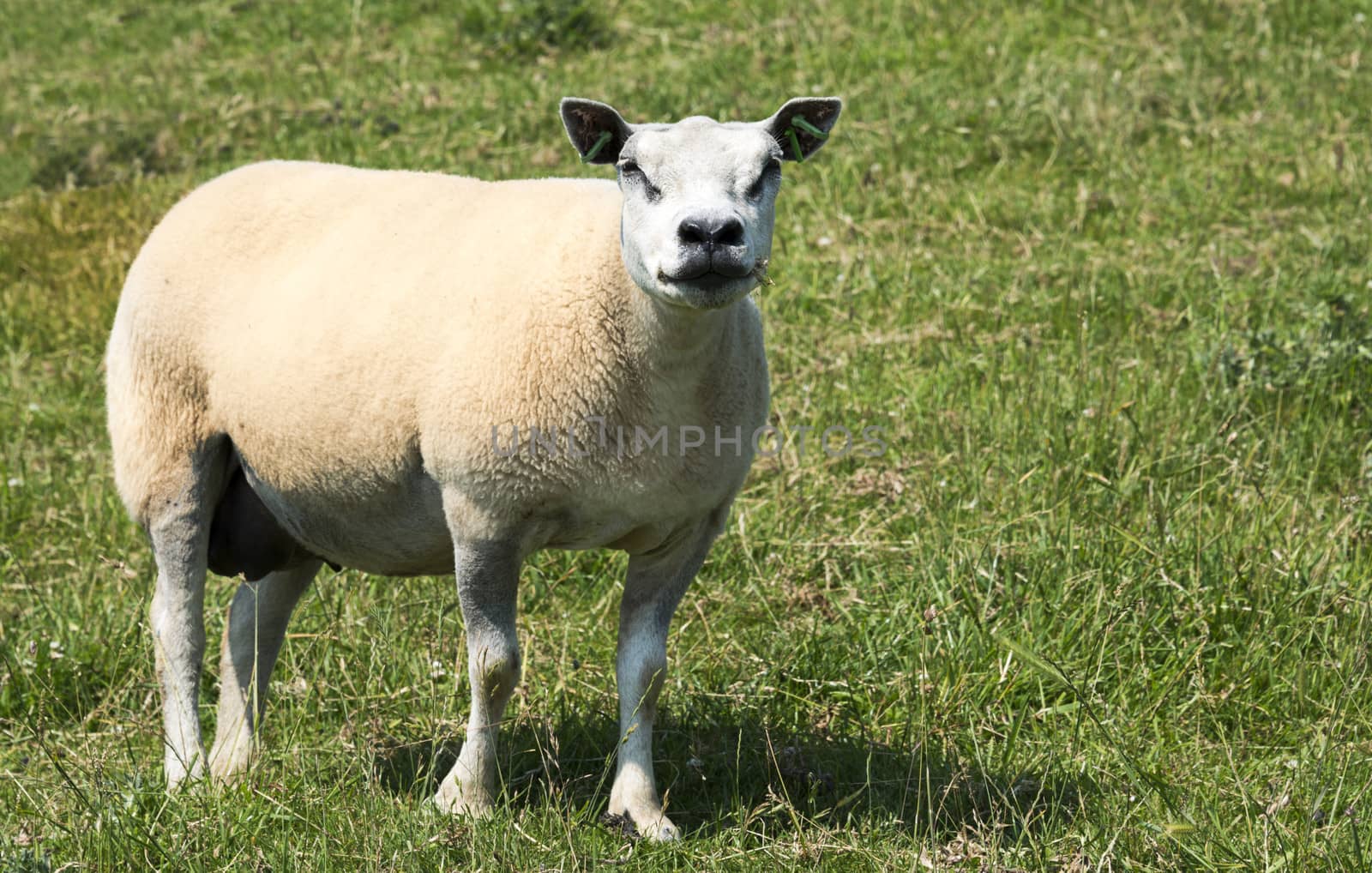 one sheep on green grass in summer