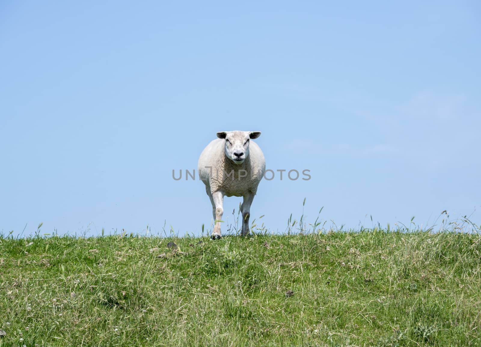 sheep on green grass by compuinfoto