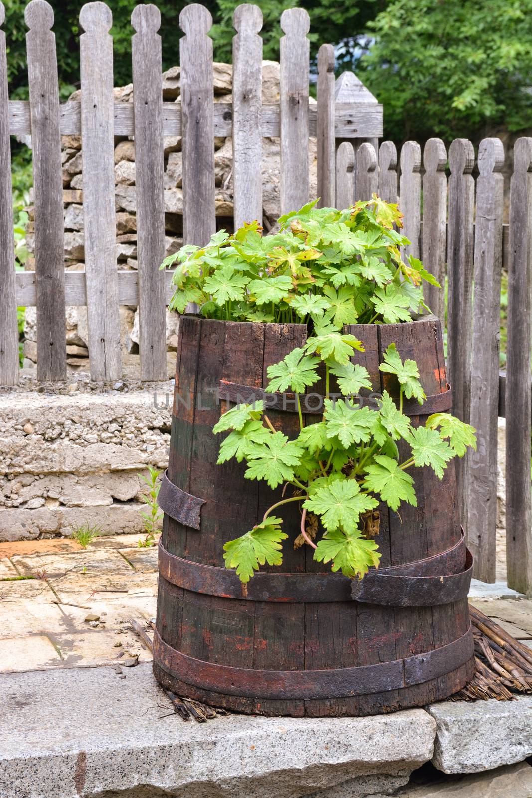 Green vegetation in an old barrel in the backyard by velislava