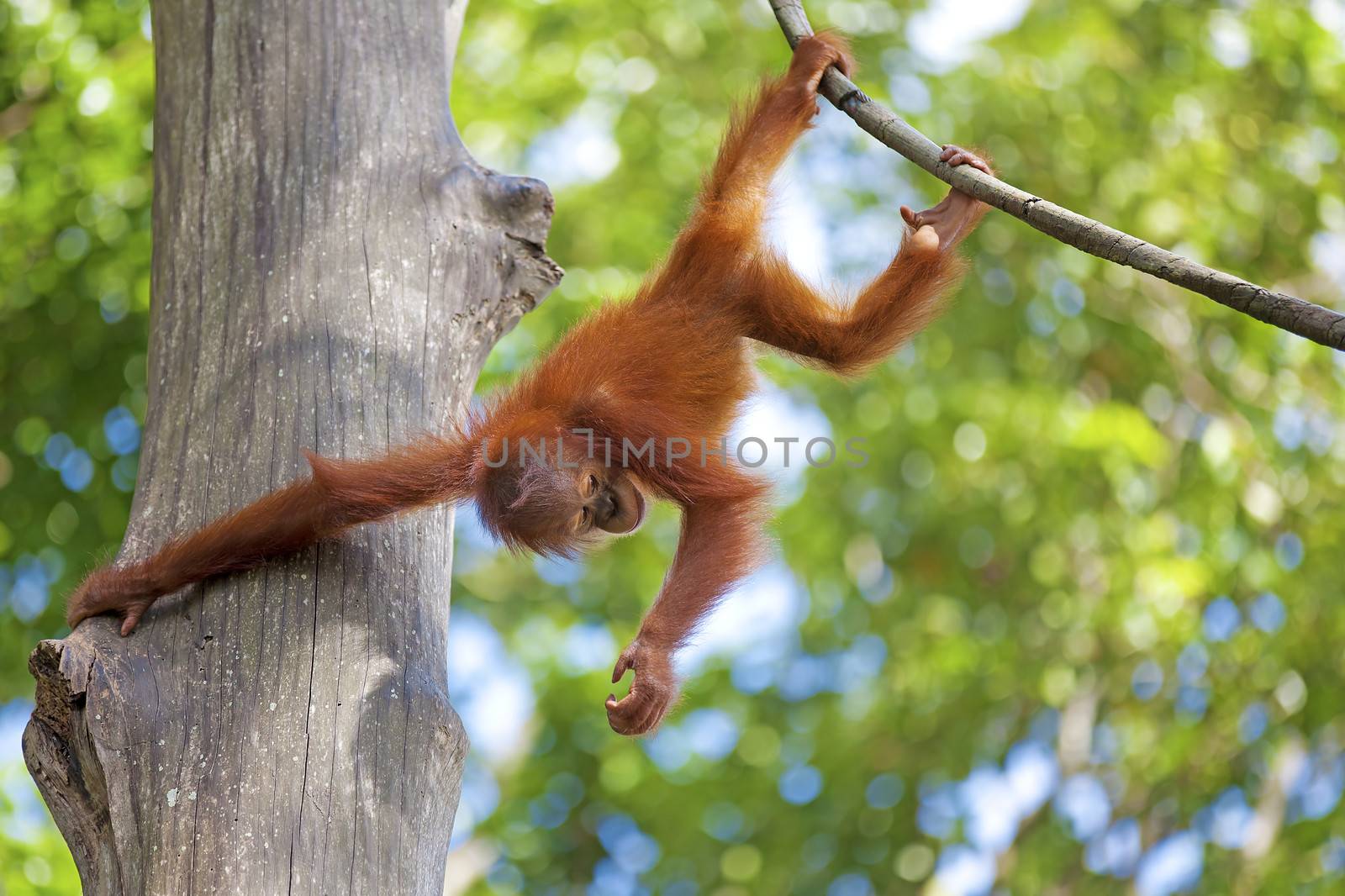 Orangutan in the jungle of Borneo, Malaysia