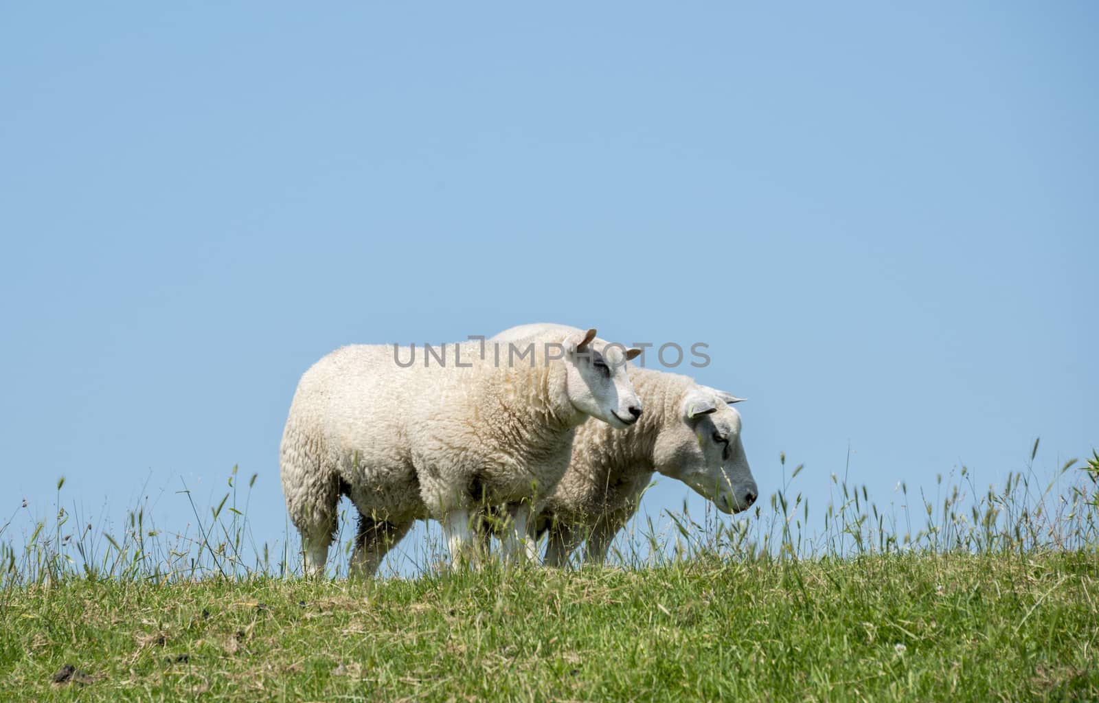 sheep and lamb on green grass with blue sky