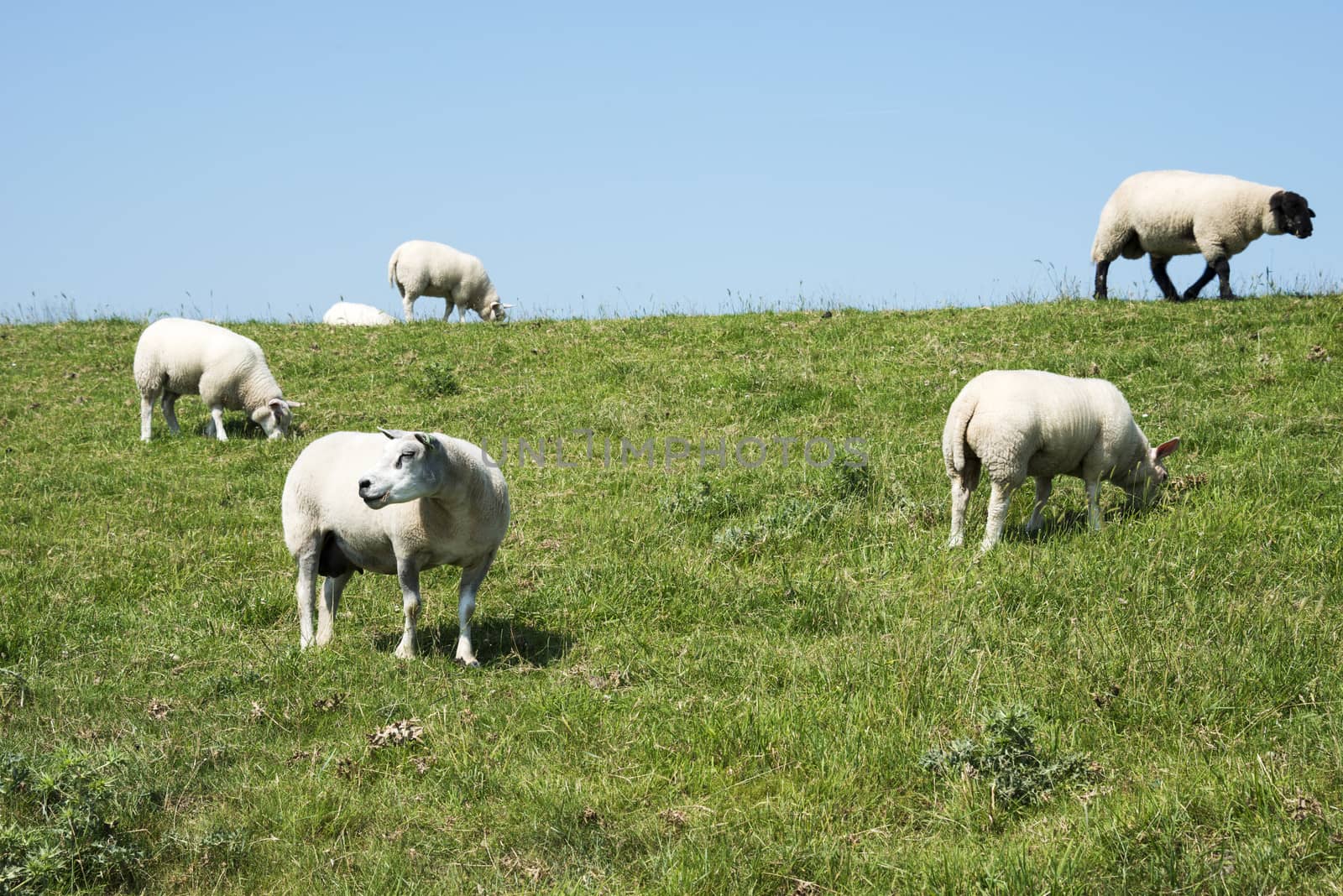 sheep on green grass with blue summer sky