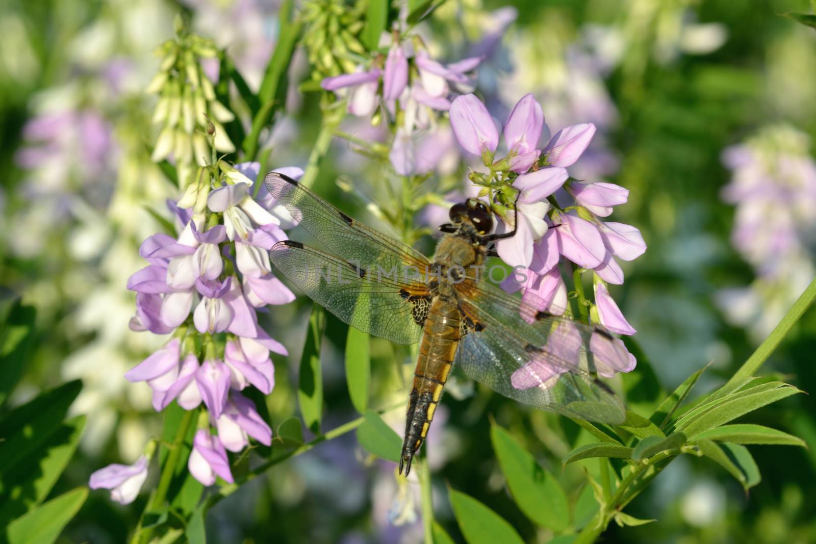 Dragonfly with flowers in background