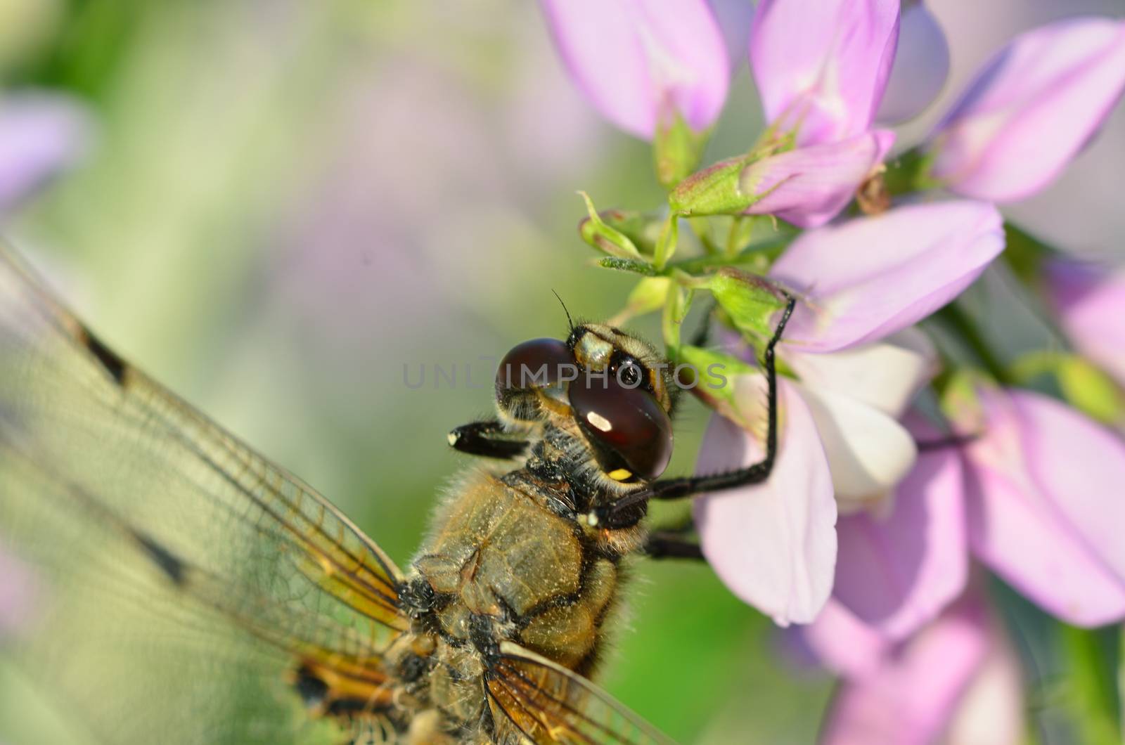 Head of Dragonfly by pauws99