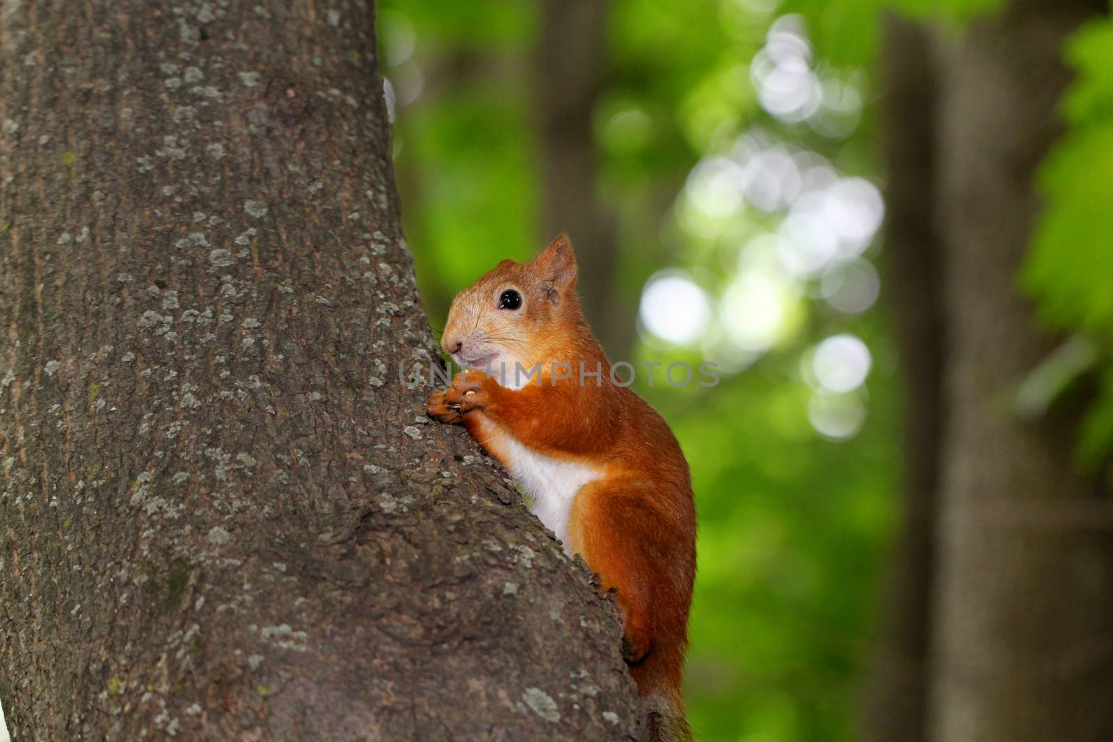 Squirrel eats a nut