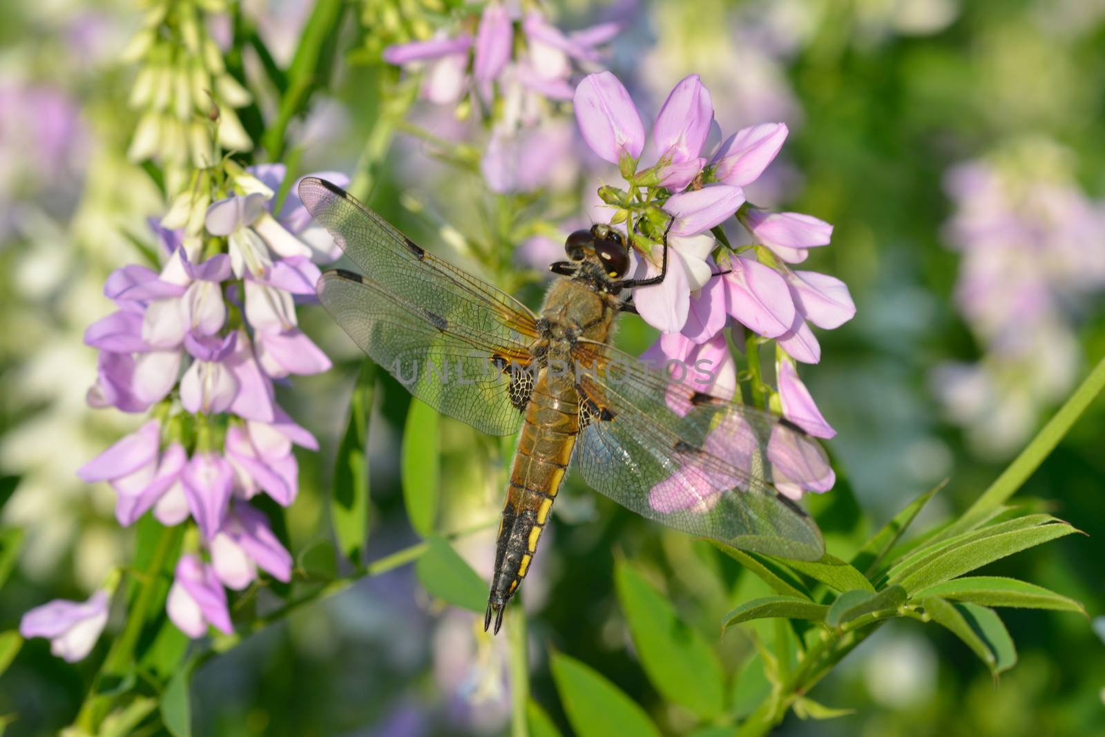 Dragonfly on pink flower