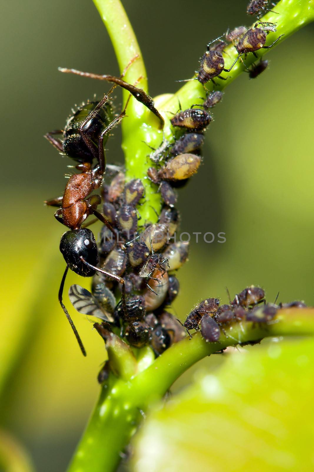 A Bull Ant keeping the aphids in check in HDR.
