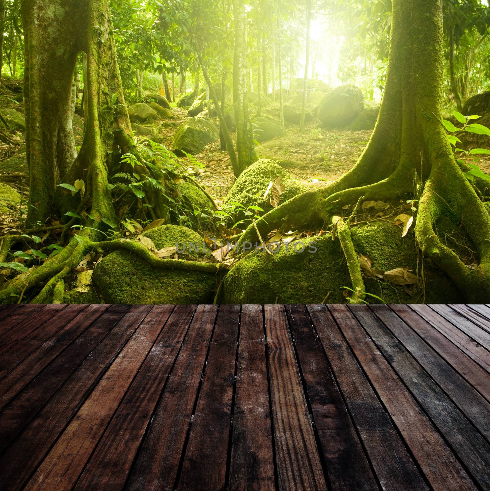 Wooden platform and green forest with ray of light 