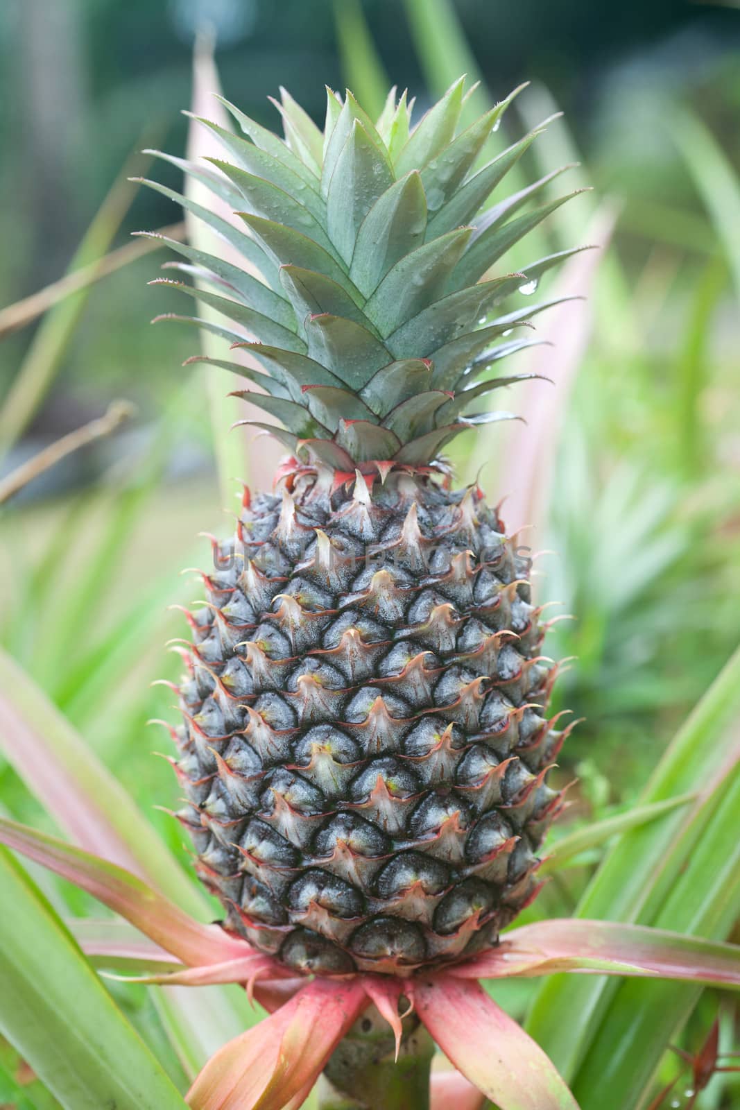Closeup on pineapple plant