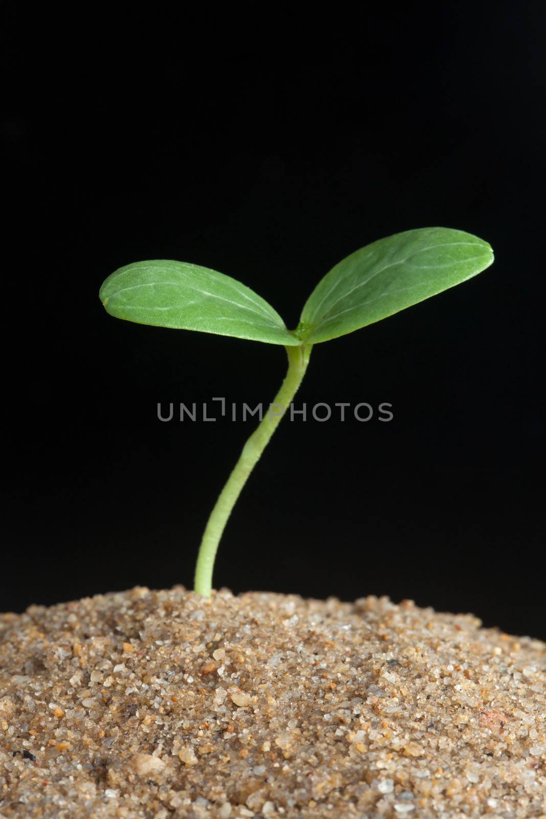 Watermelon sprout on black background