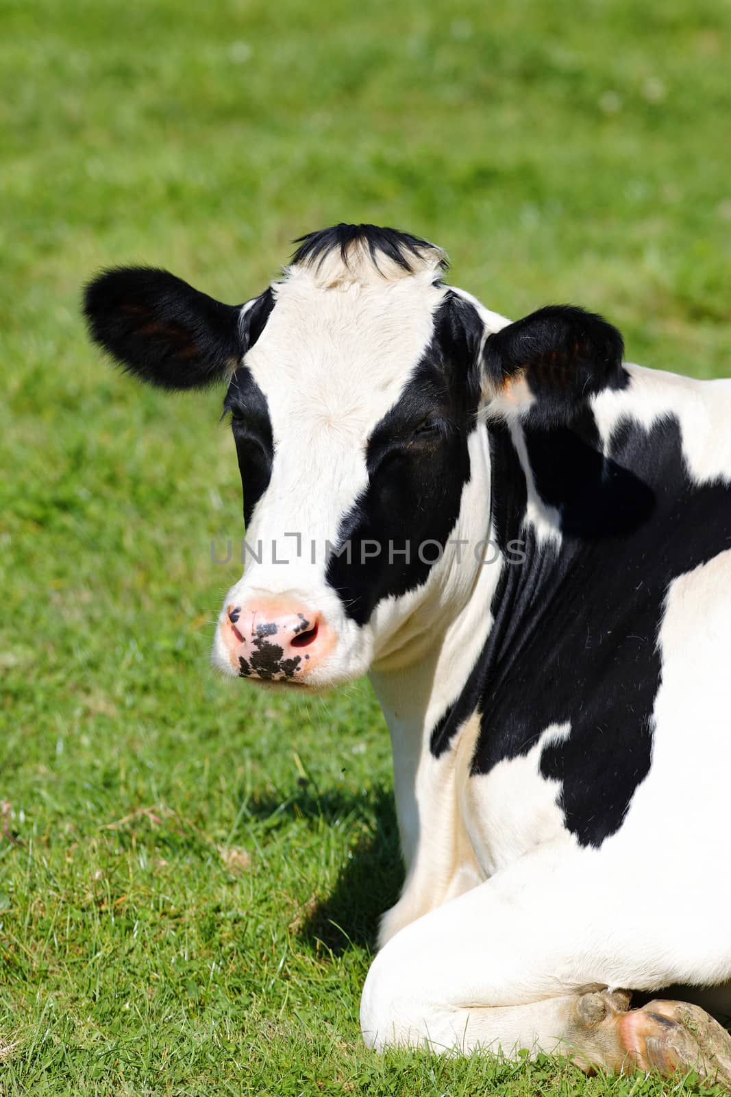 Black and white cow lying down on green grass, vertical view