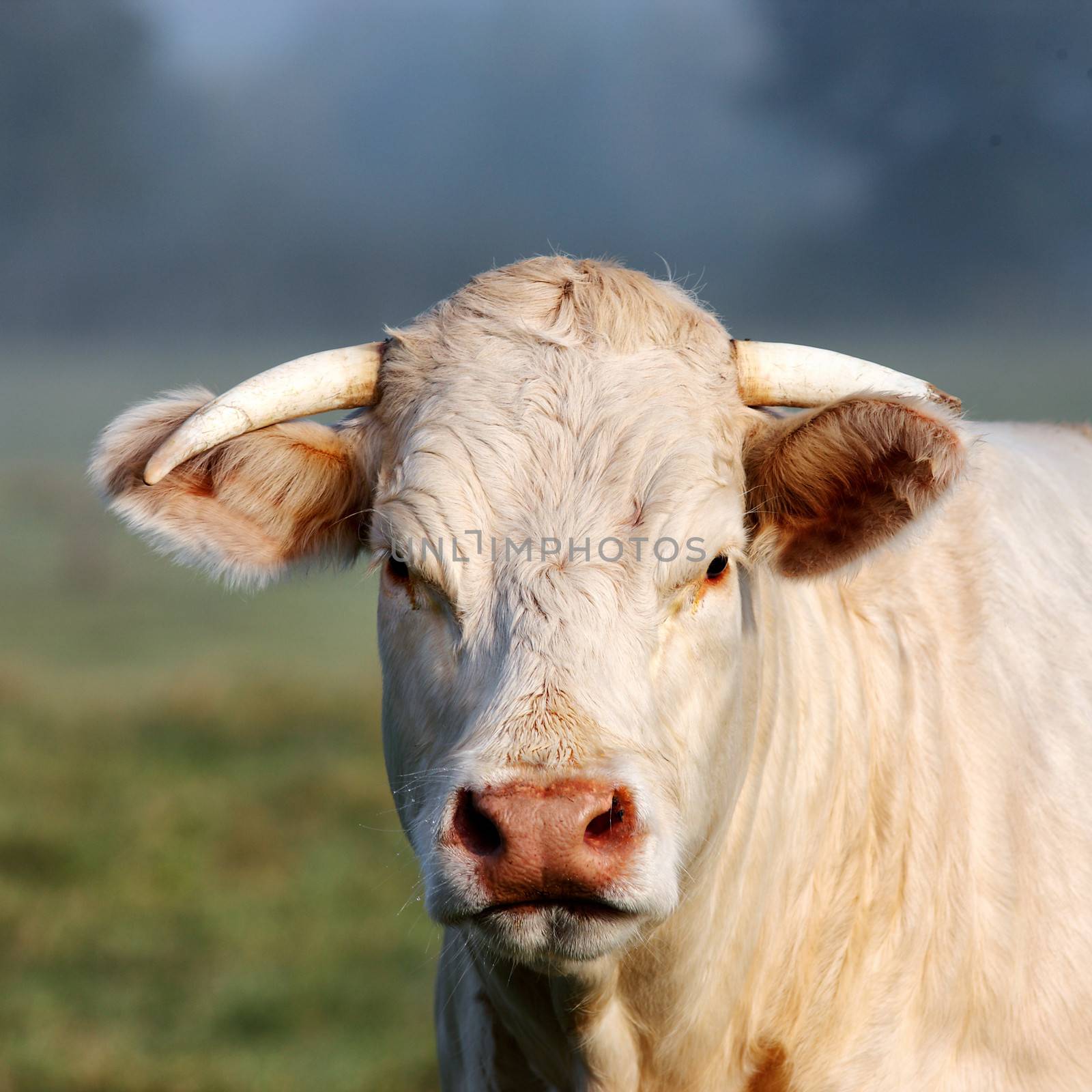 Portrait of young white cow by vwalakte