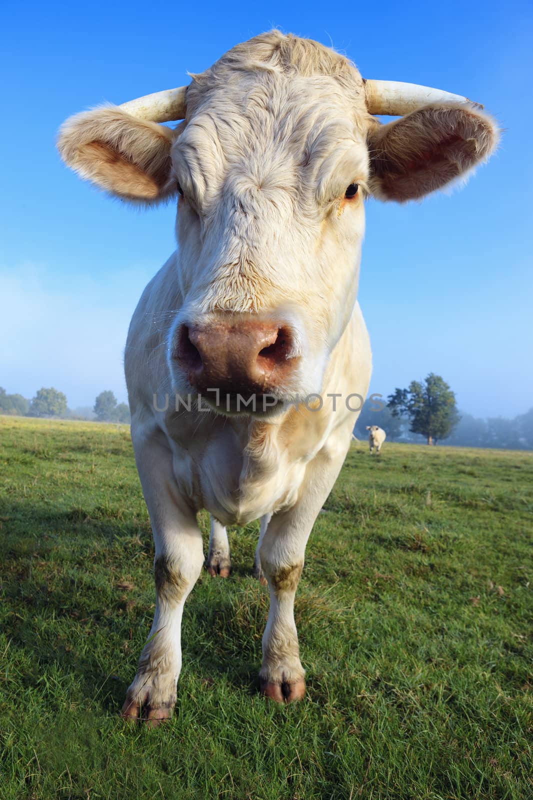 young white cow on green meadow 