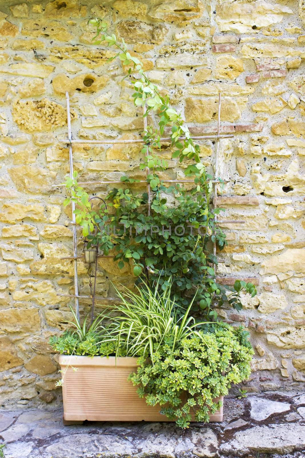 old tuscan wall with plants by miradrozdowski